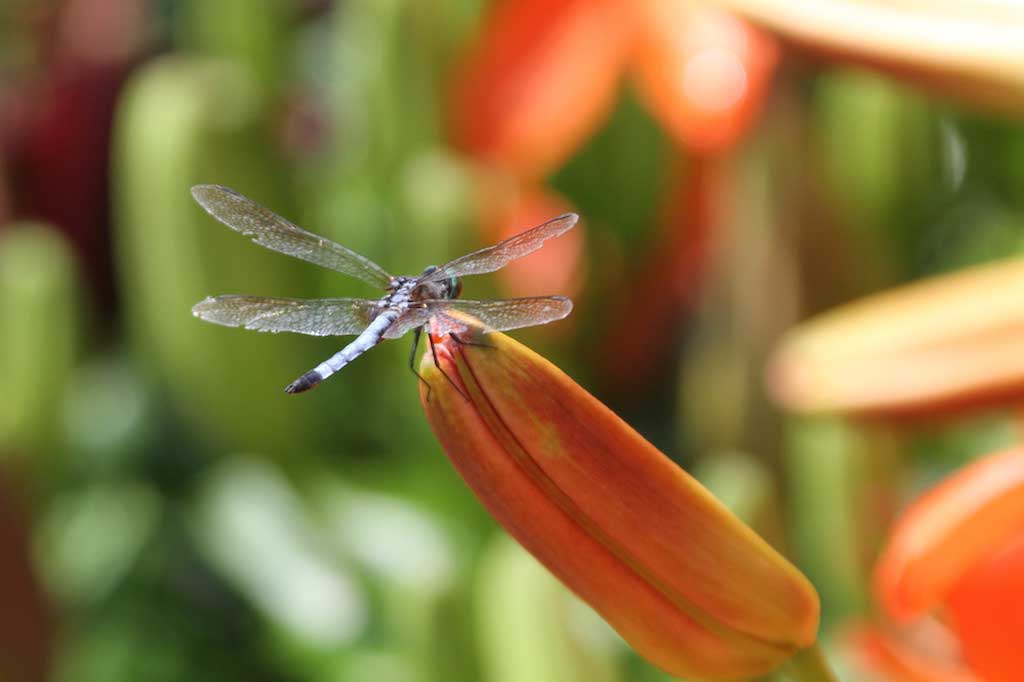 dragonfly-on-lily-bud.jpg