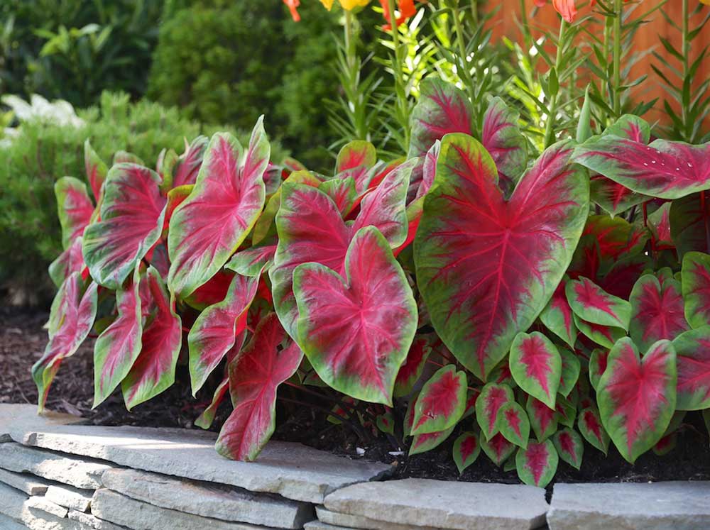 postman-joyner-caladium.jpg