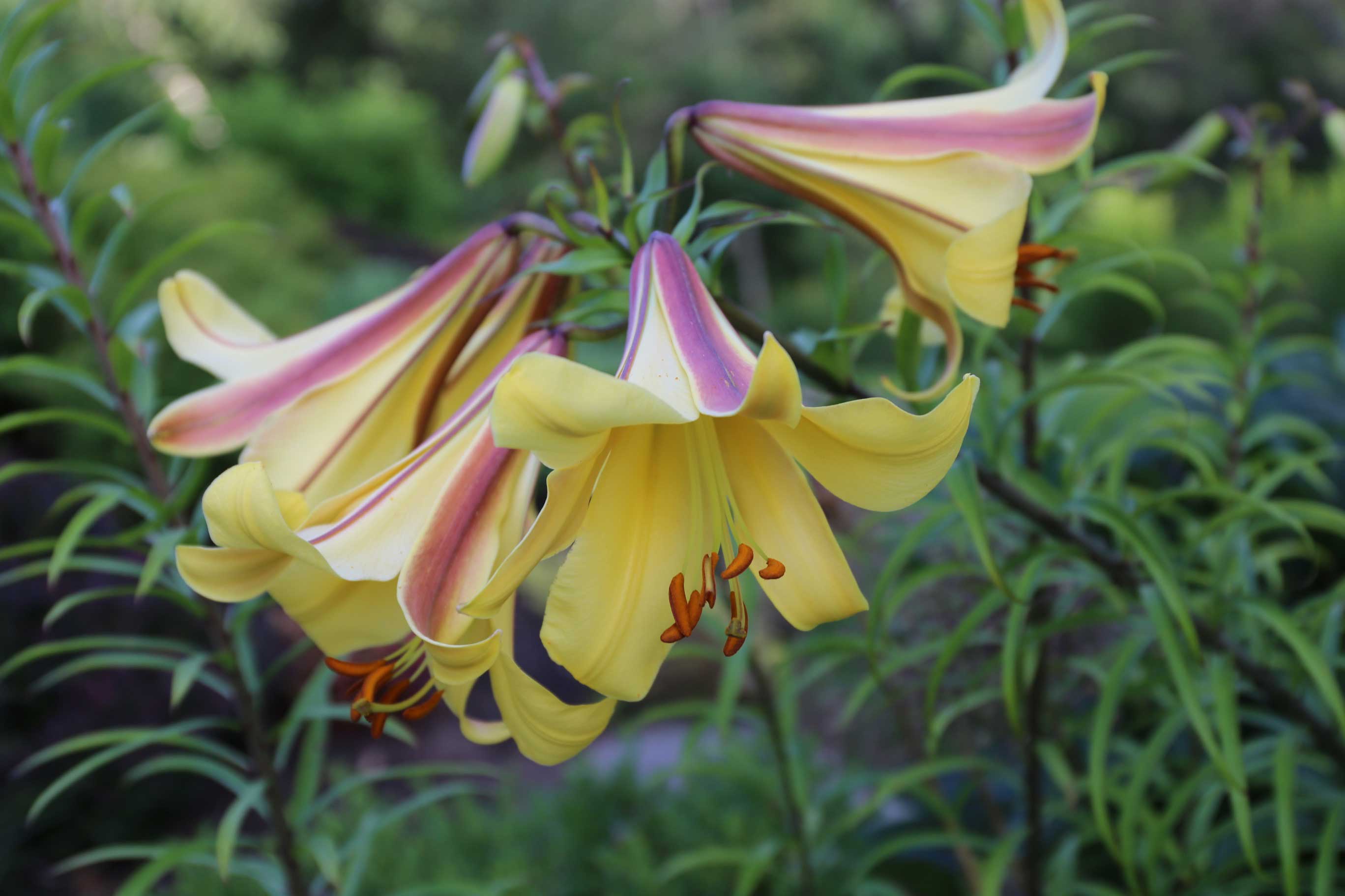 Member's Mark Oriental Trumpet Lilies (Choose color and stem count