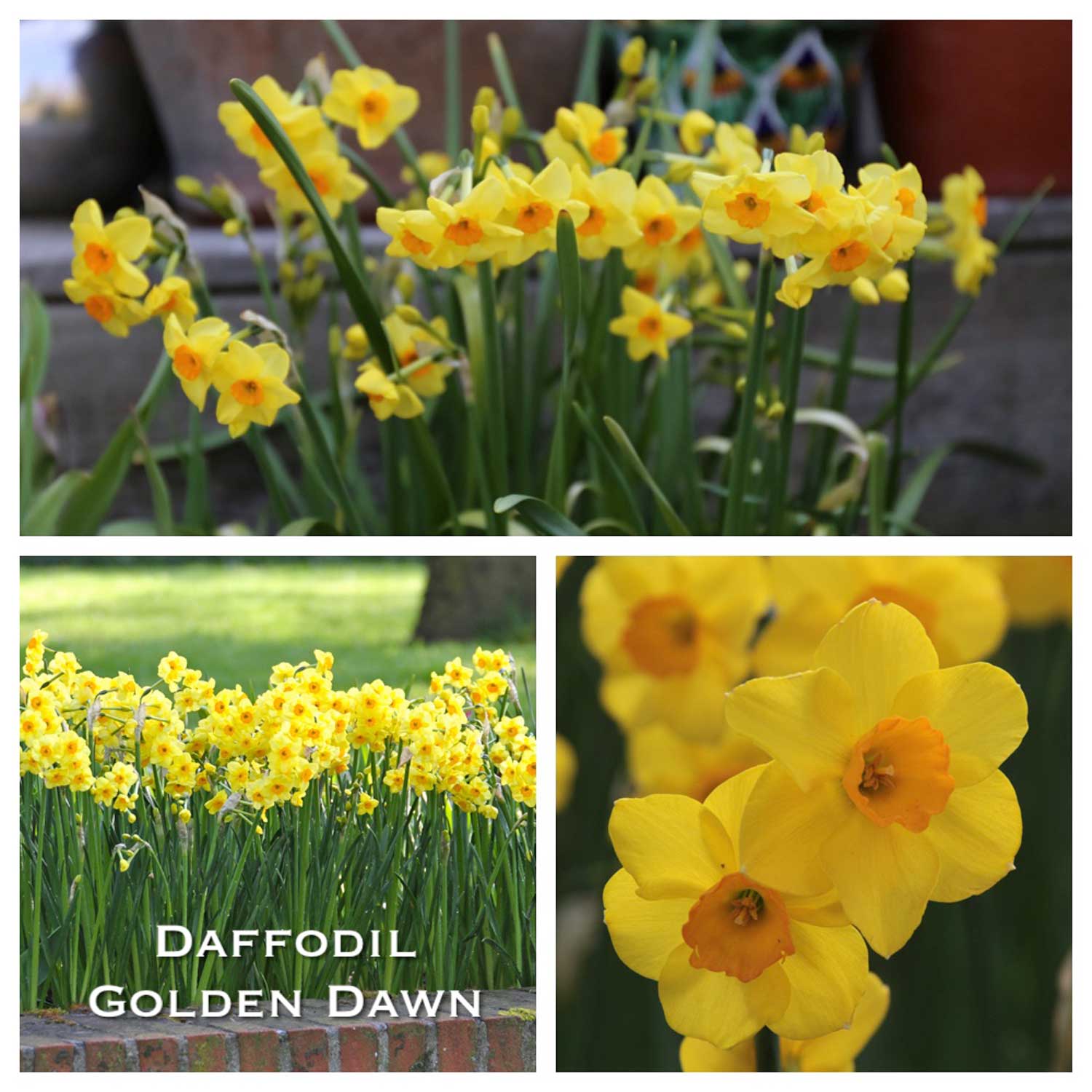 Daffodil-Golden-Dawn-w1.jpg