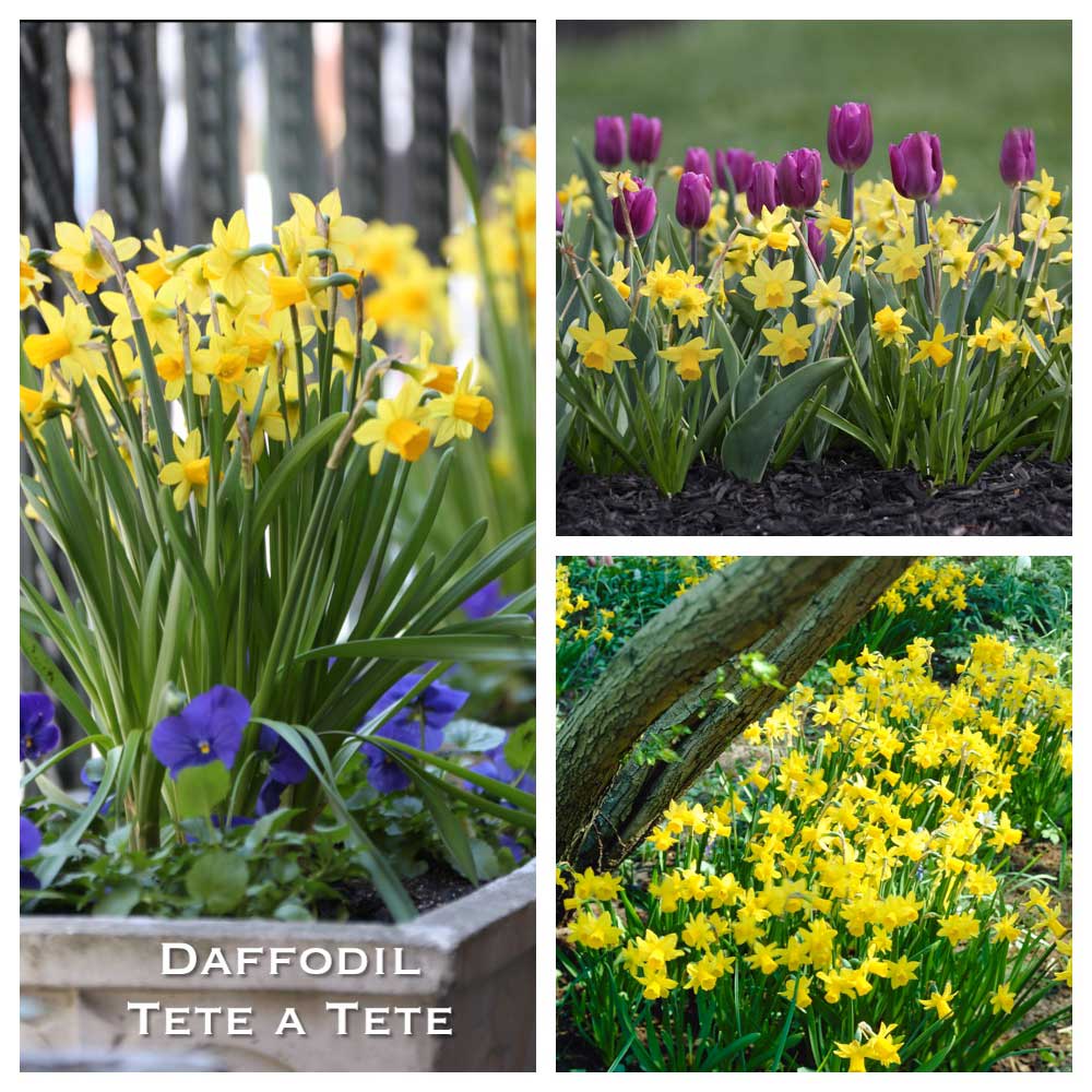 Daffodil-Tete-a-Tete-w.jpg