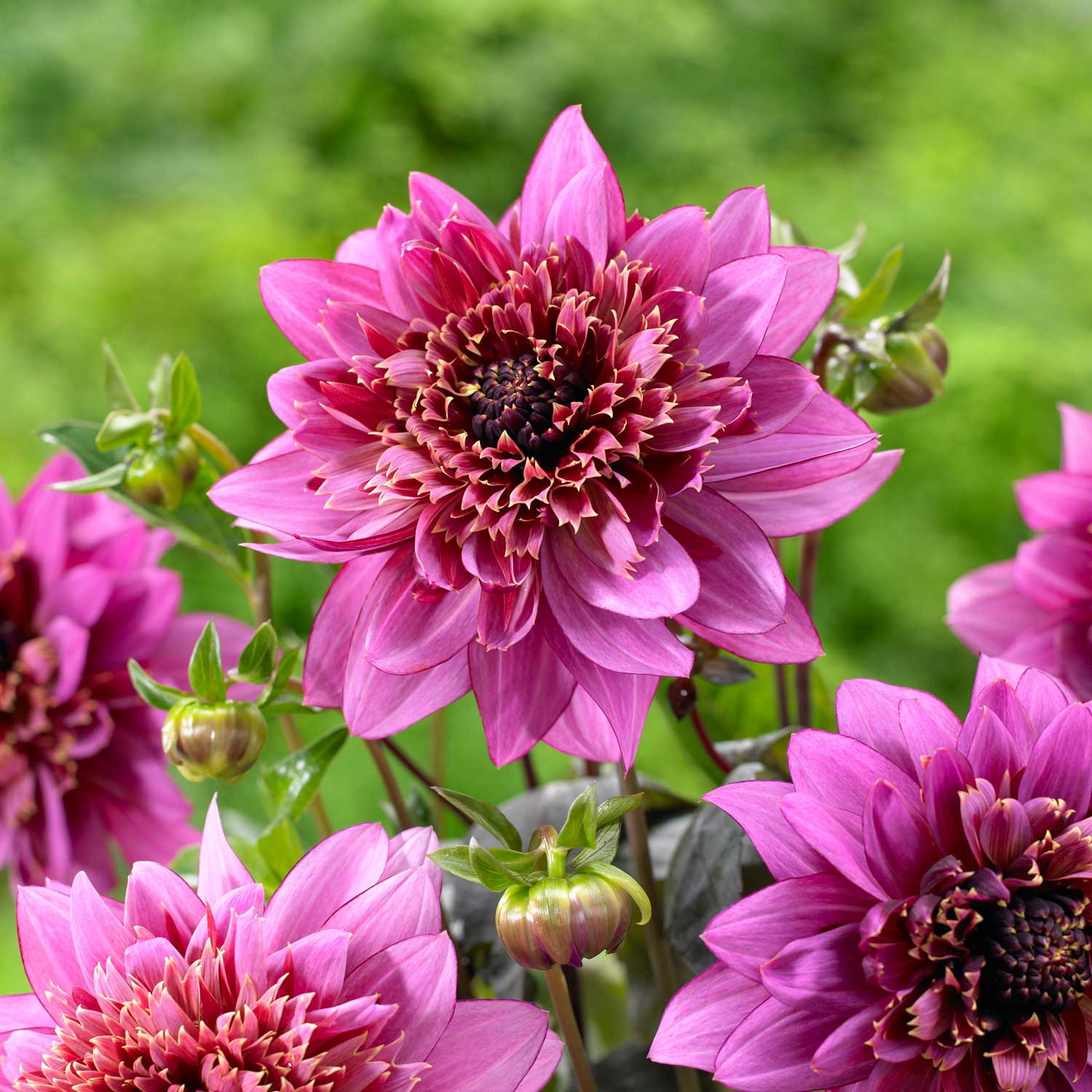 Dahlia-Anemone.jpg