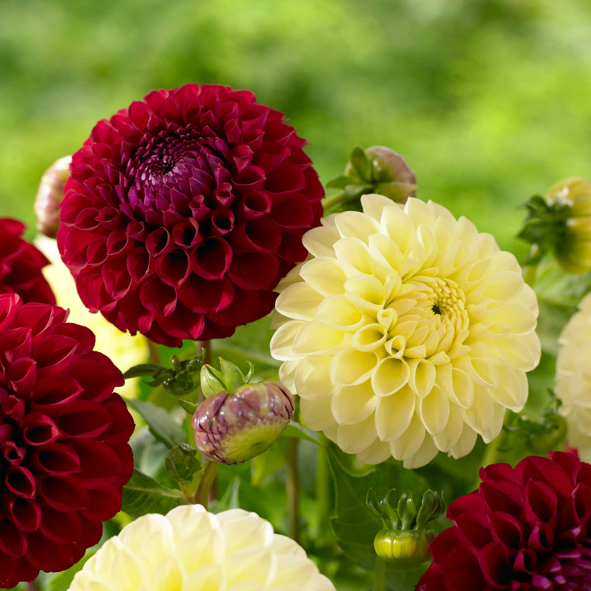 Types of Dahlias: Flower Styles and Sizes