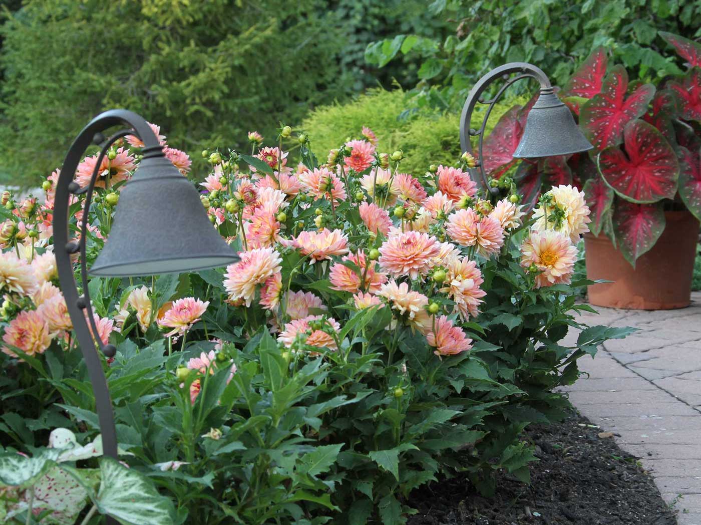 42 How To Garden Dahlias PNG