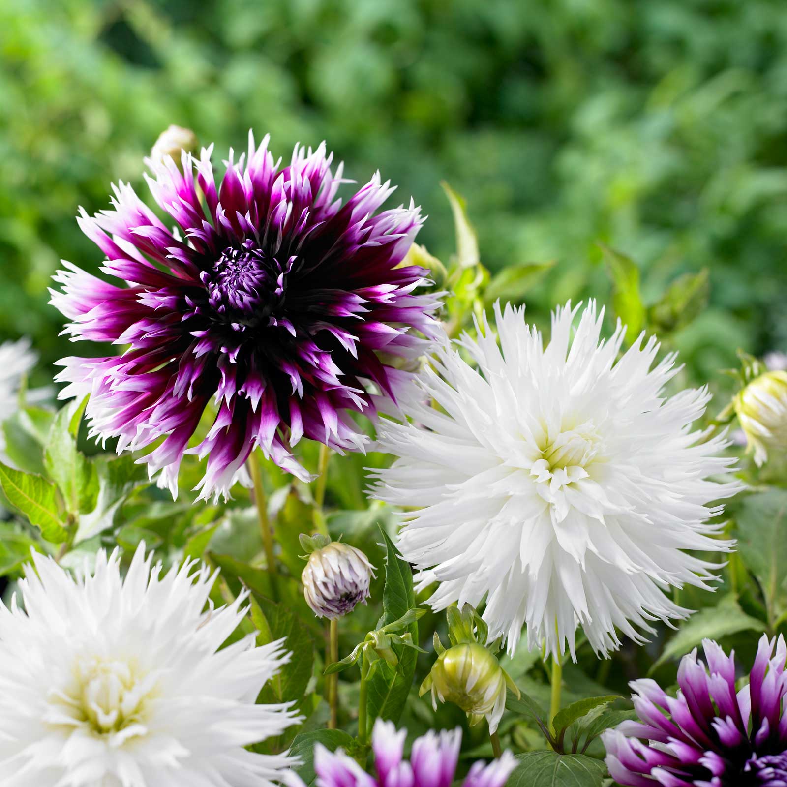 Types of Dahlias - Flower Styles and Sizes - Longfield Gardens