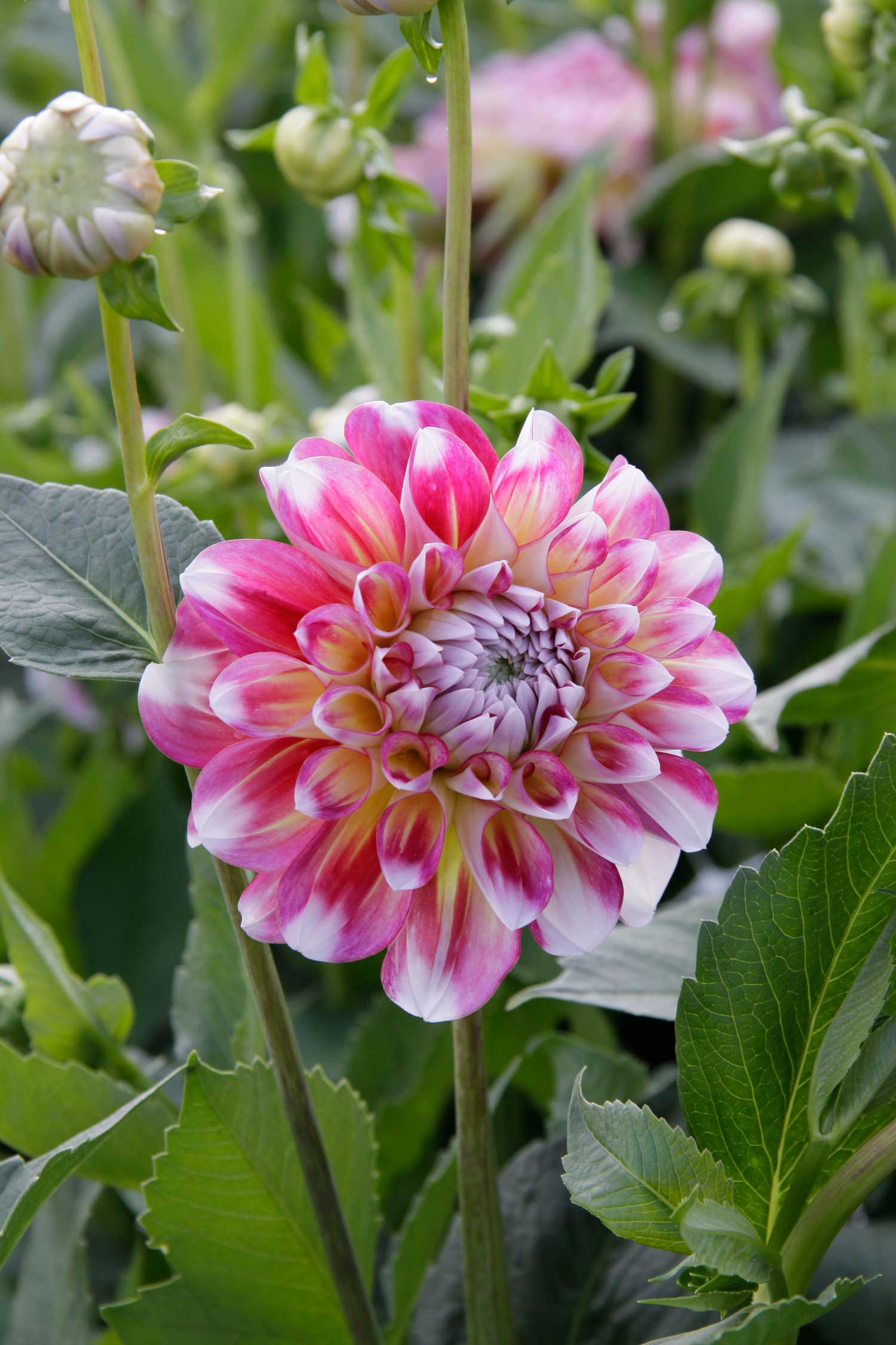 Dahlia-Decorative-1.jpg