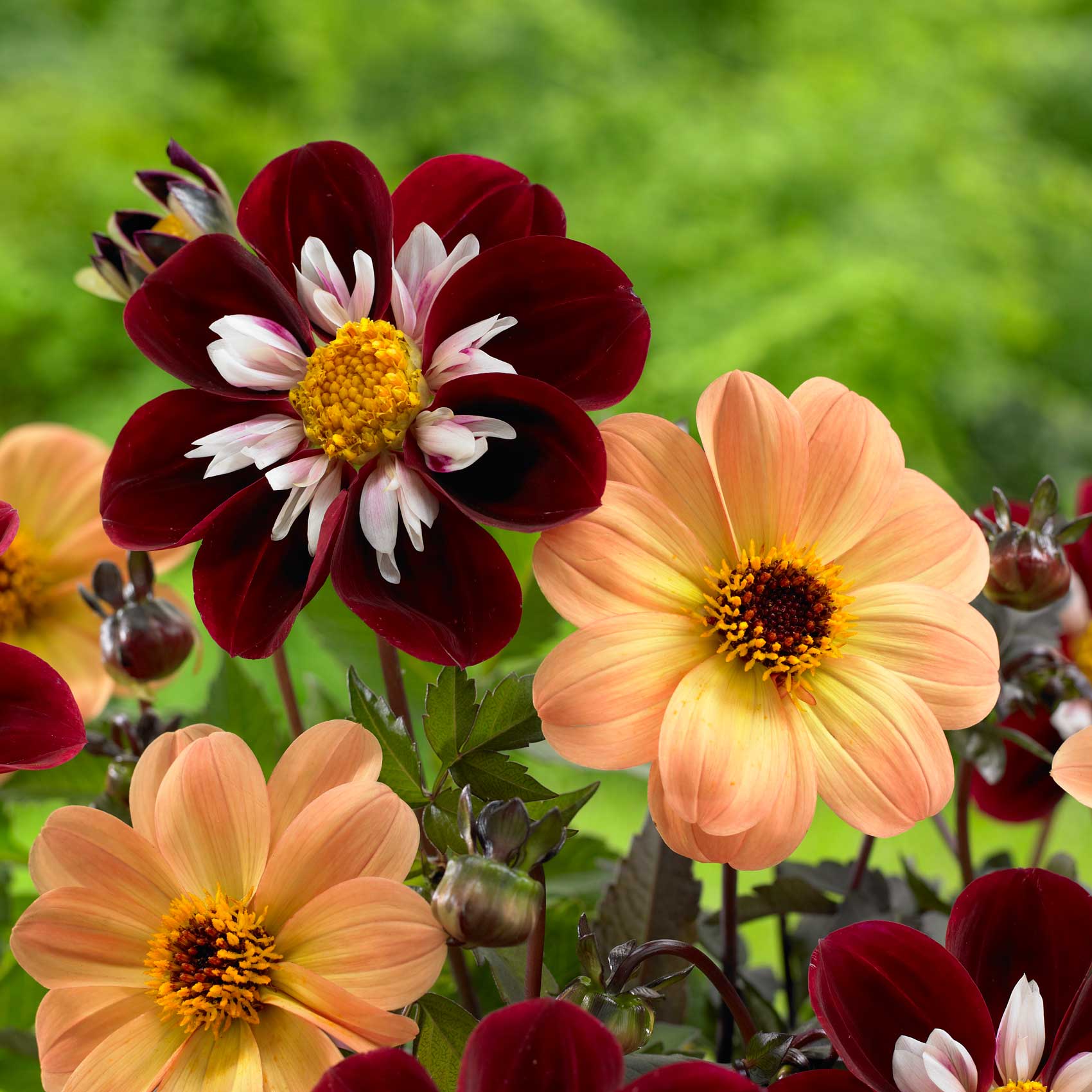 Dahlia-Mignon.jpg