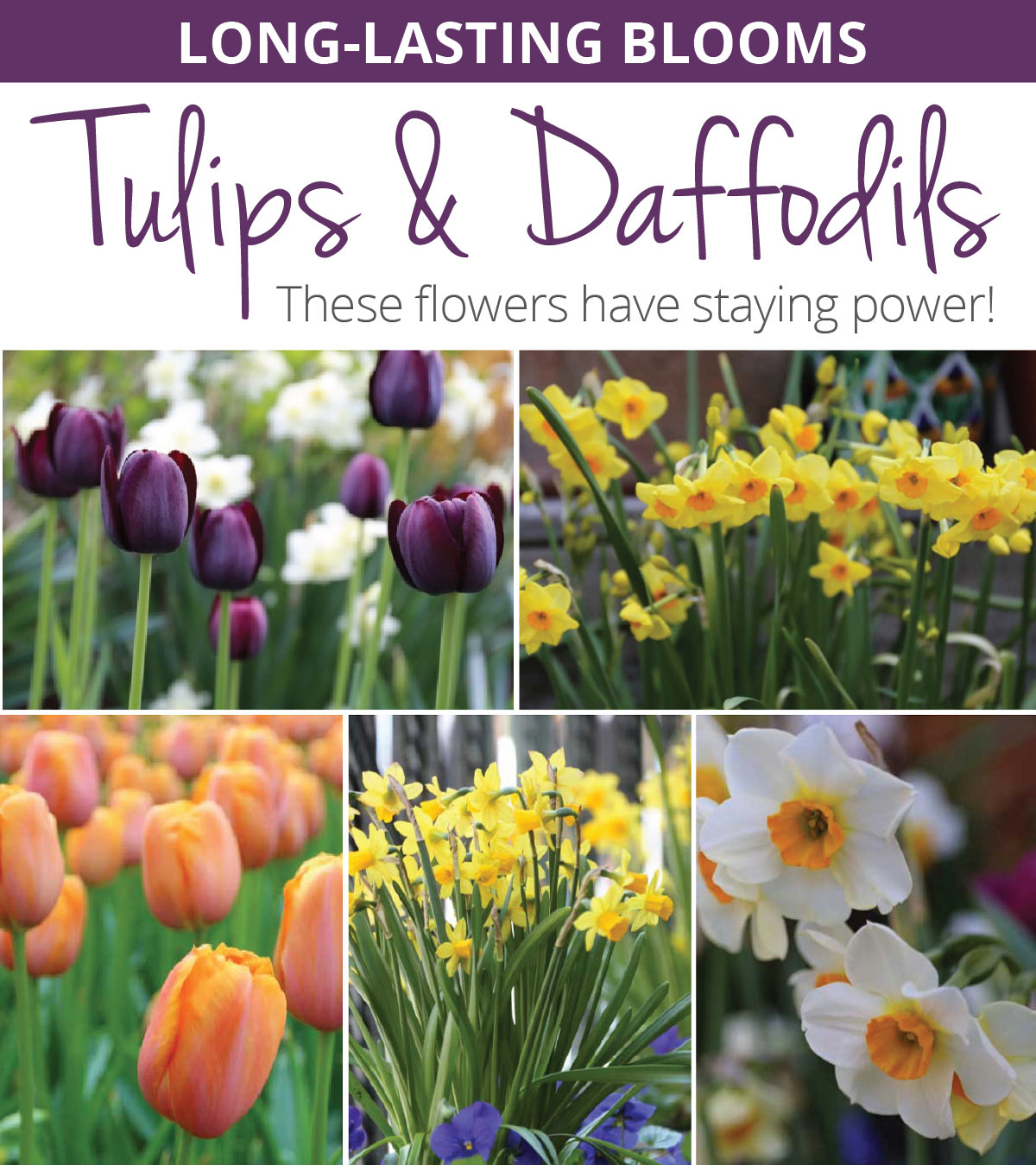 Long-Lasting Tulips and Daffodils? Start Here – Longfield Gardens