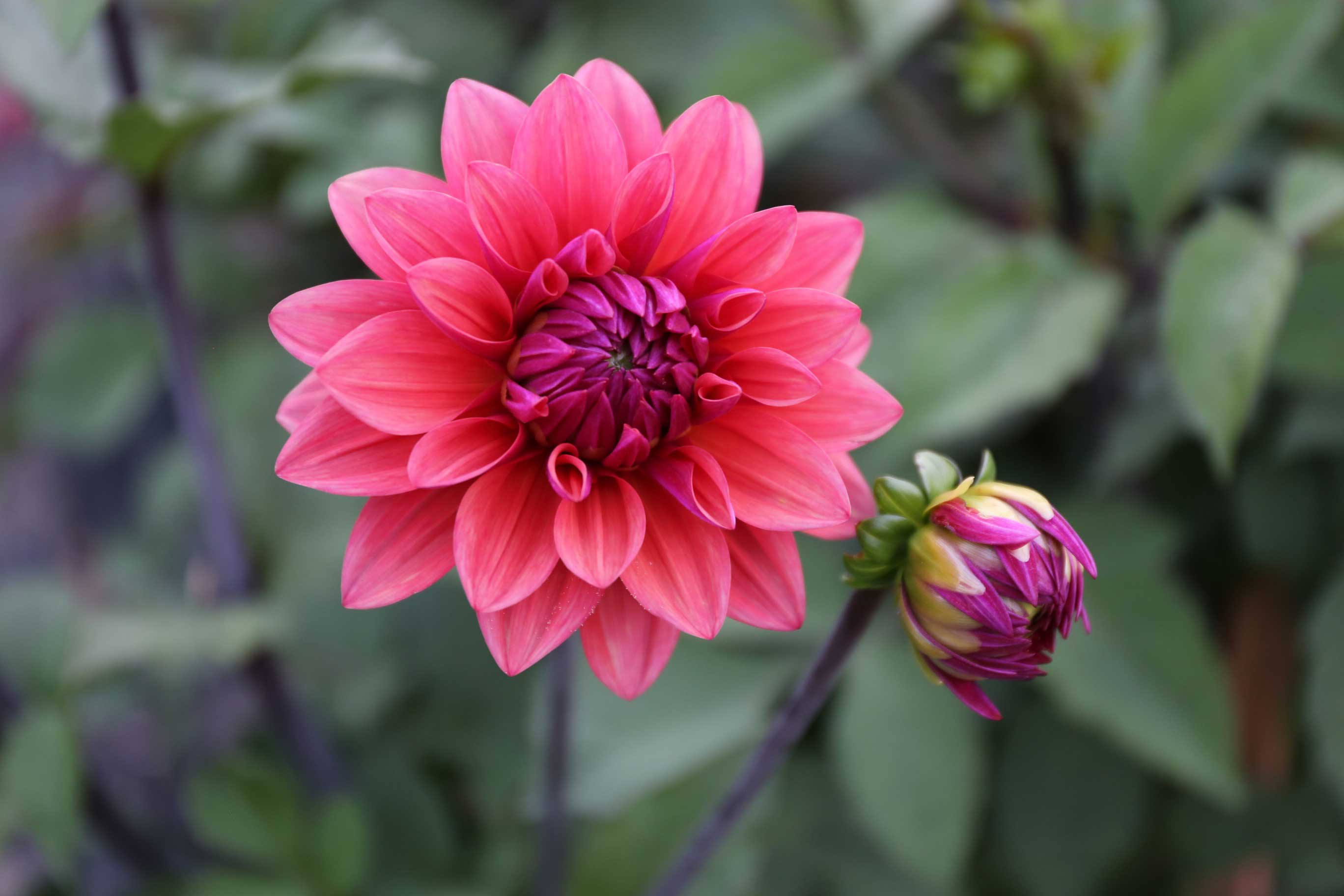 american-dawn-dahlia.jpg