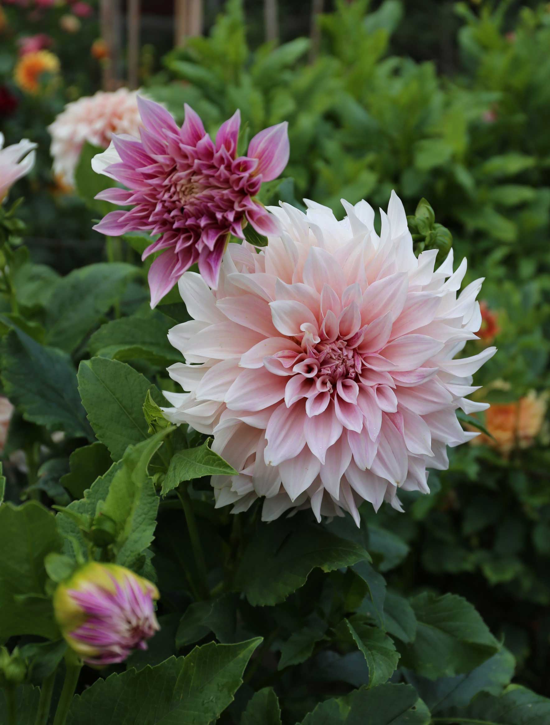 dahlia cafe au lait 1.jpg