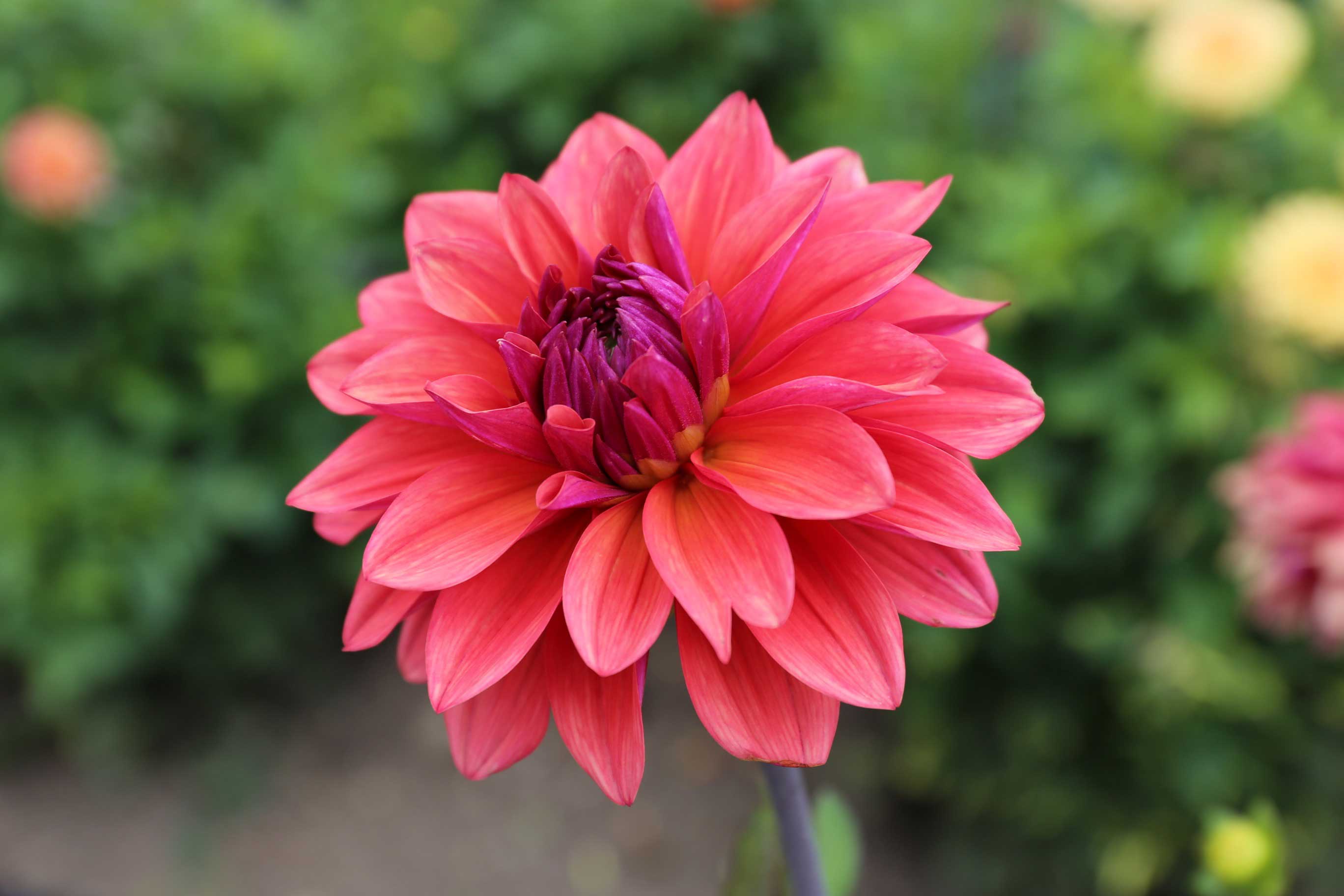 dahlia-american-dawn-2.jpg