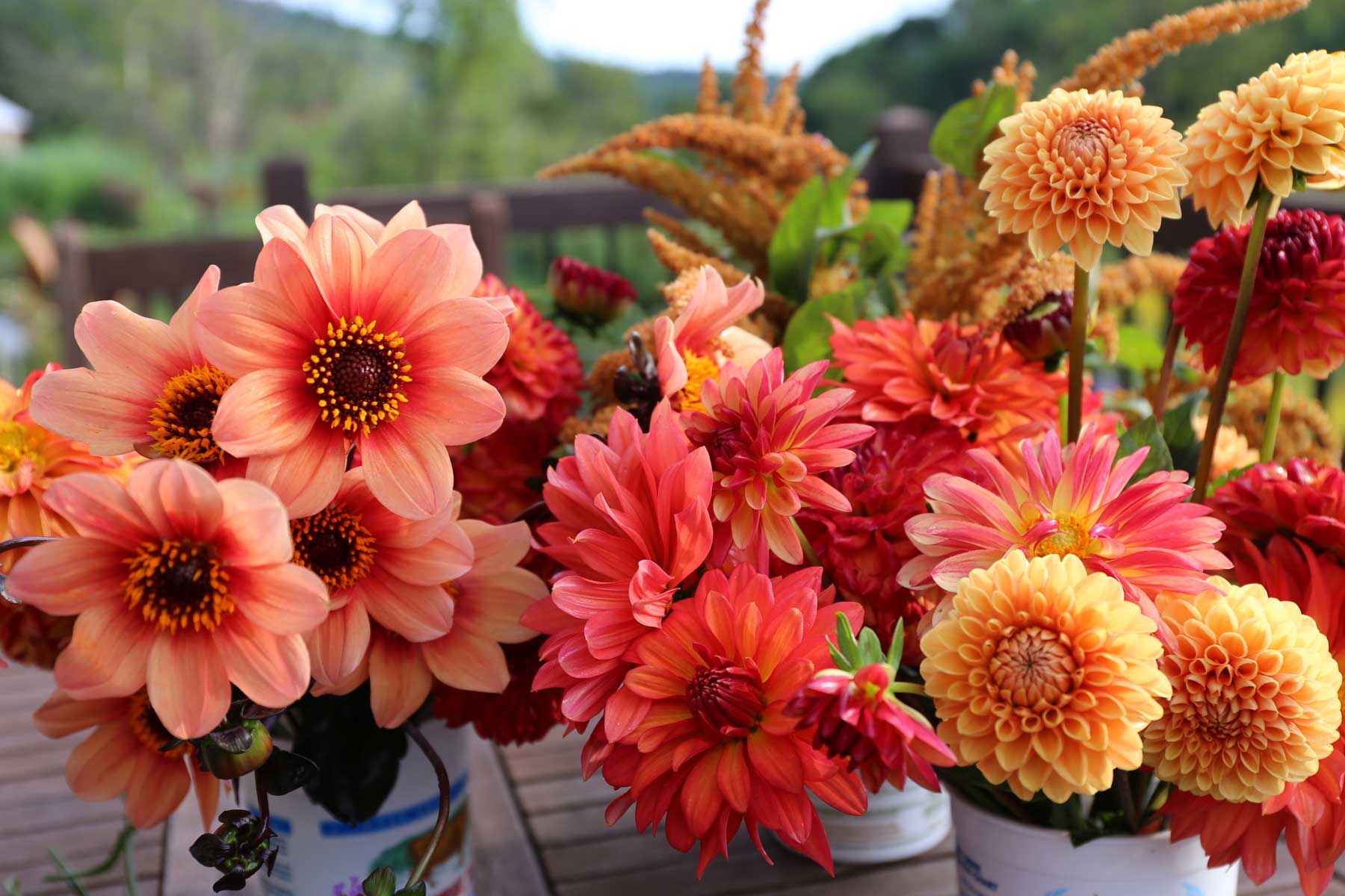 Top Performing Dahlias for Summer 2016 Longfield Gardens