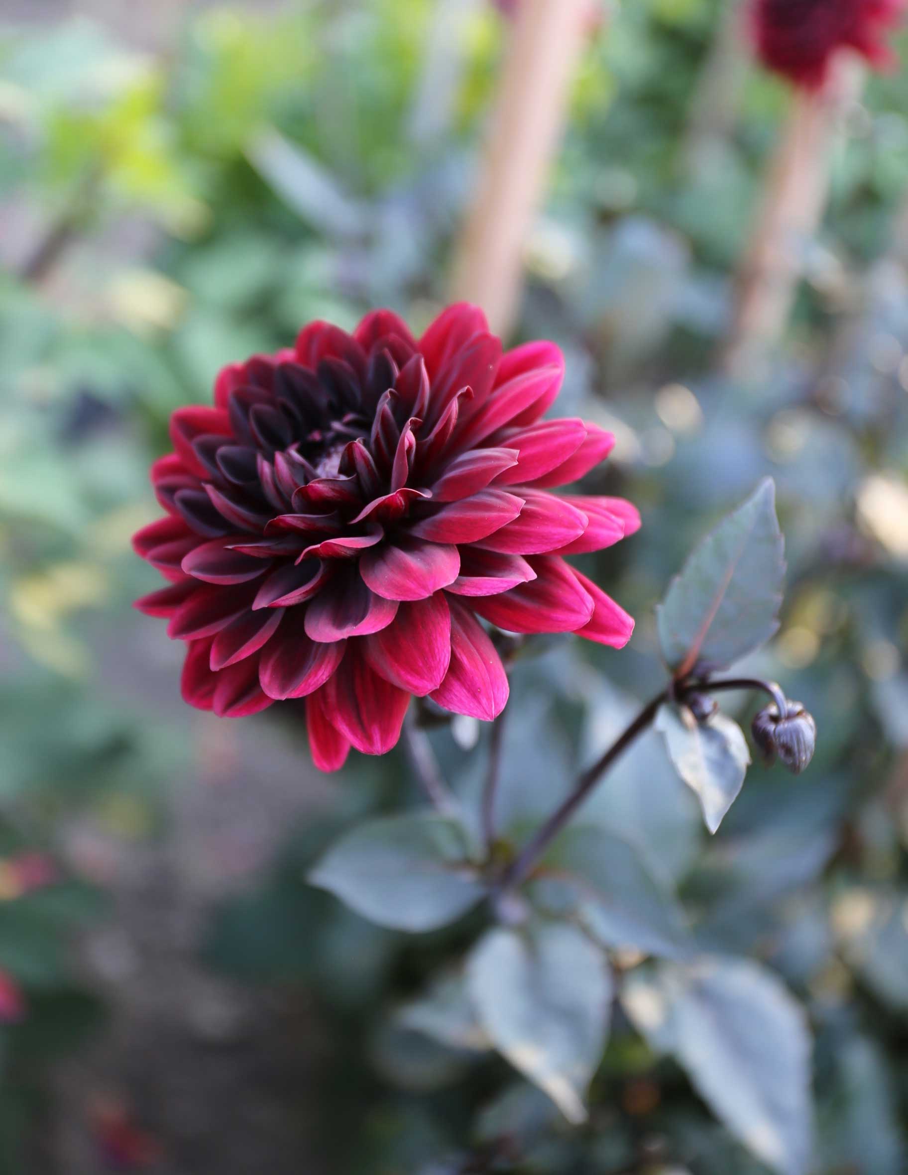 dahlia-karma-chocolate.jpg