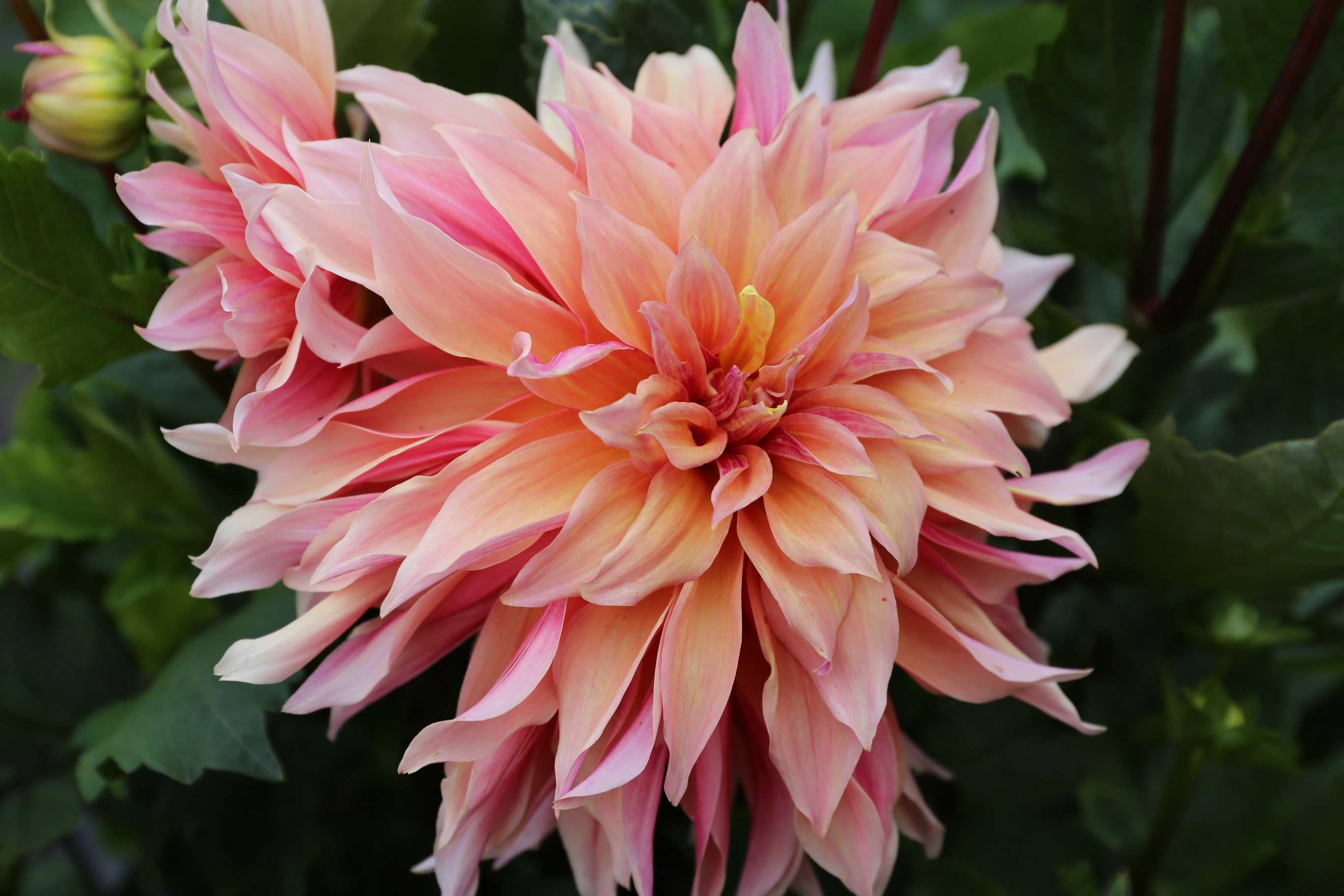 dahlia-labyrinth-2.jpg