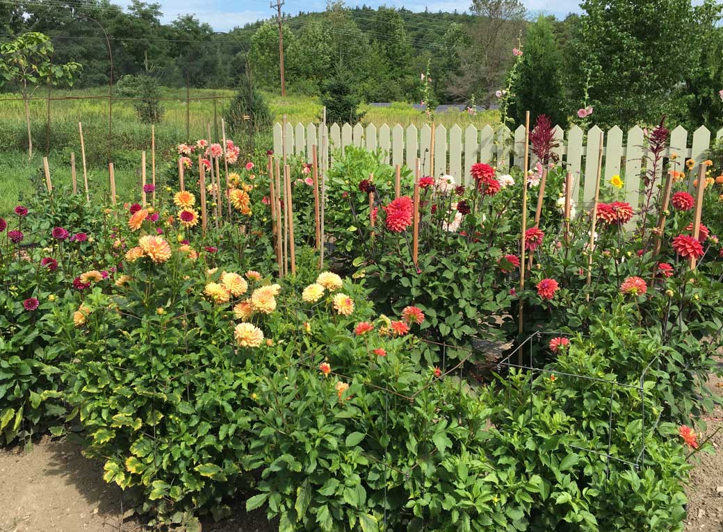 dahlia cutting garden-overview.jpg