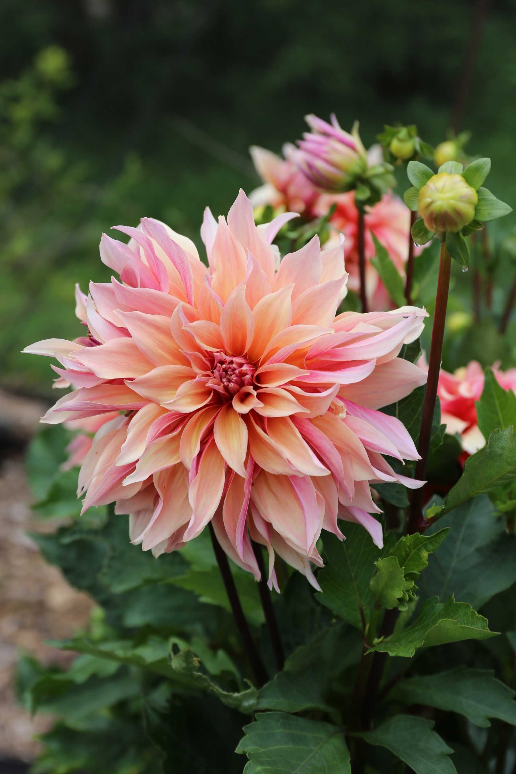 labyrinth-dahlia-1.jpg