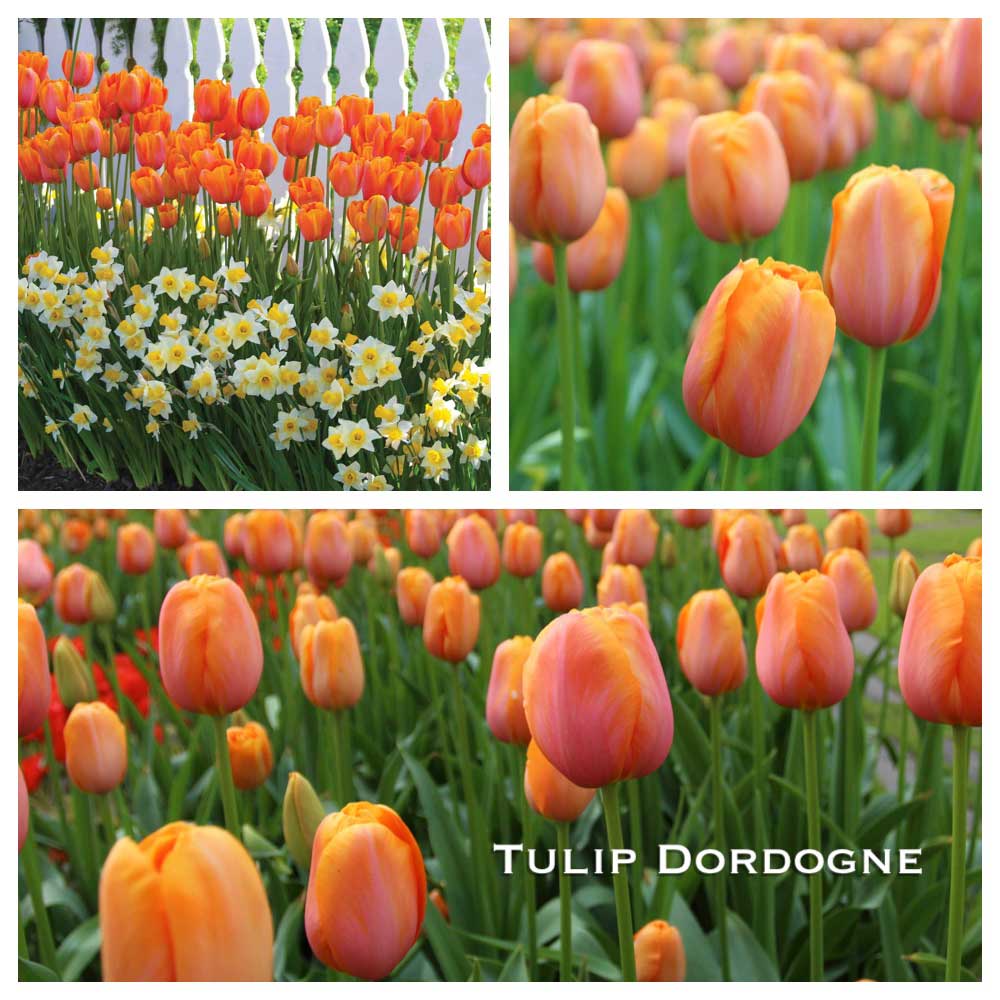 tulip-dordogne-w.jpg