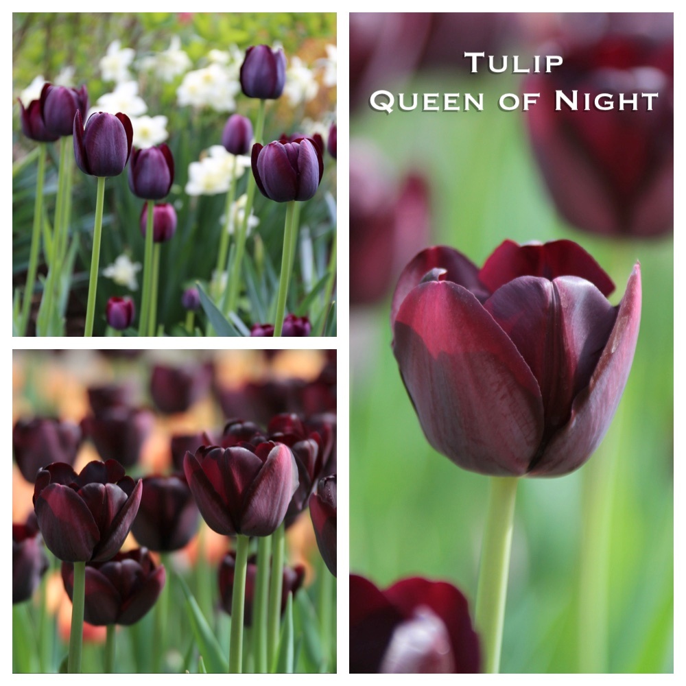 tulip_queen_of_night.jpg