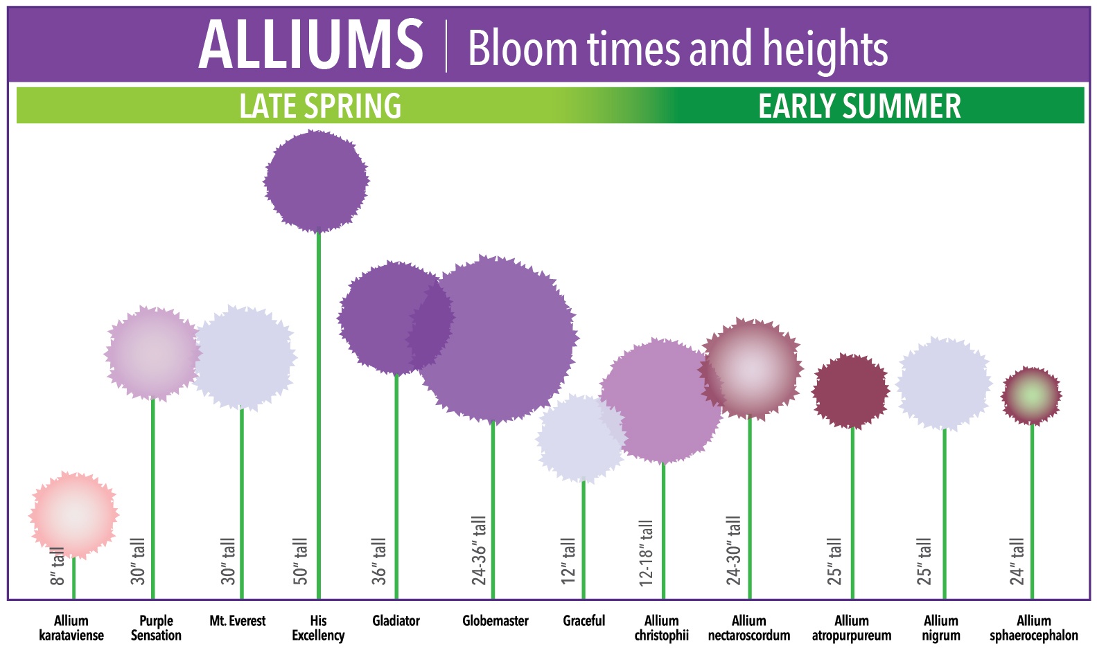 Bloom Time Chart for Allium Bulbs Longfield Gardens