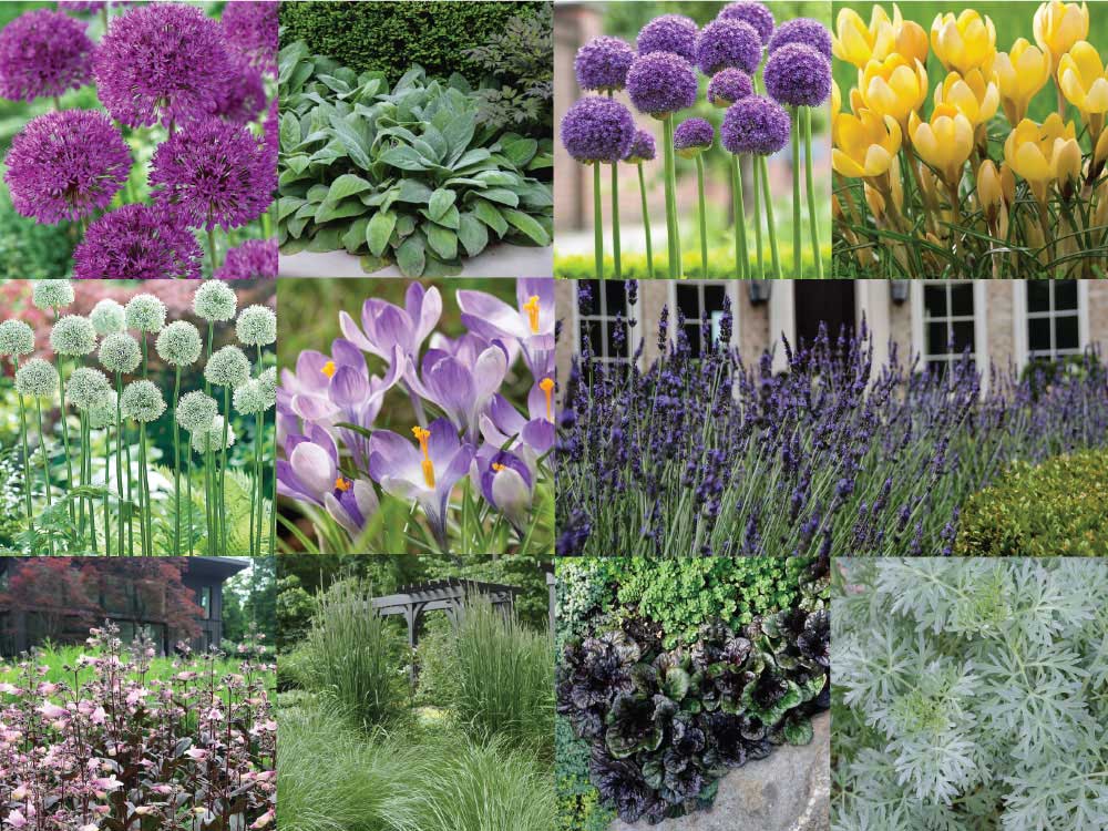 How to Use Alliums in a Naturalistic Garden Design - Longfield Gardens