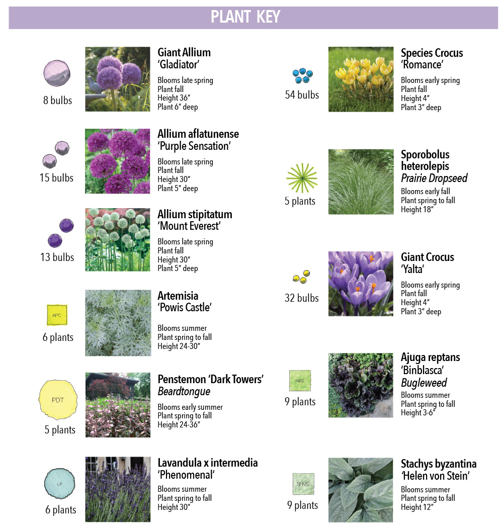 How to Use Alliums in a Naturalistic Garden Design - Longfield Gardens