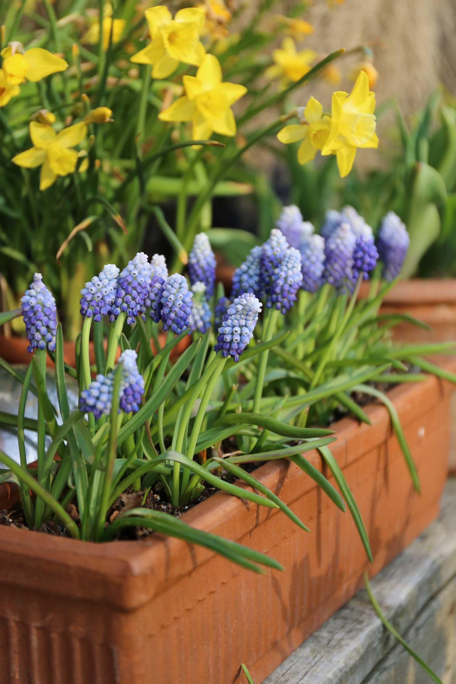 Muscari-the-special-sauce-for-your-spring-garden-Longfield-Gardens