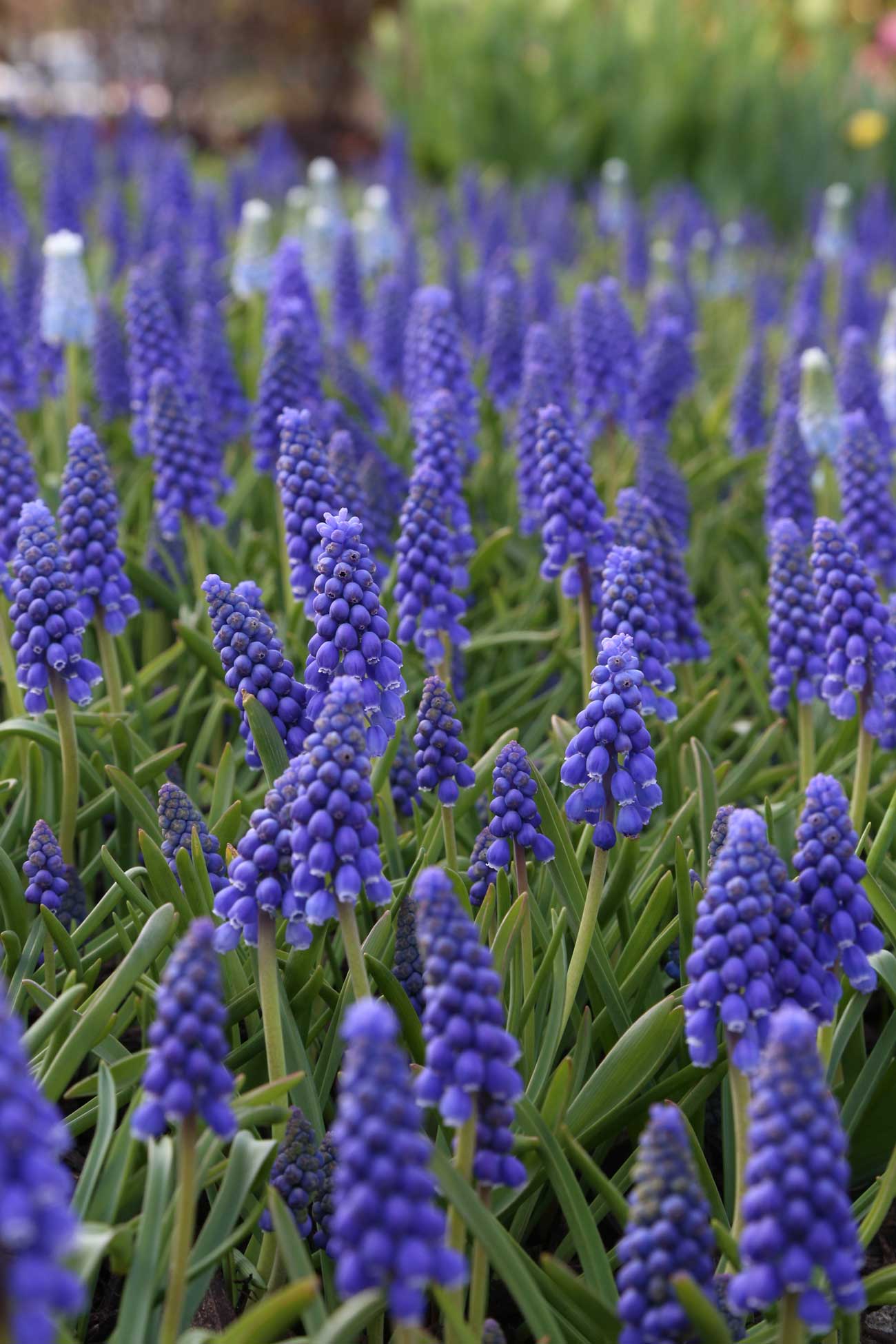 Muscari-the-special-sauce-for-your-spring-garden-Longfield-Gardens