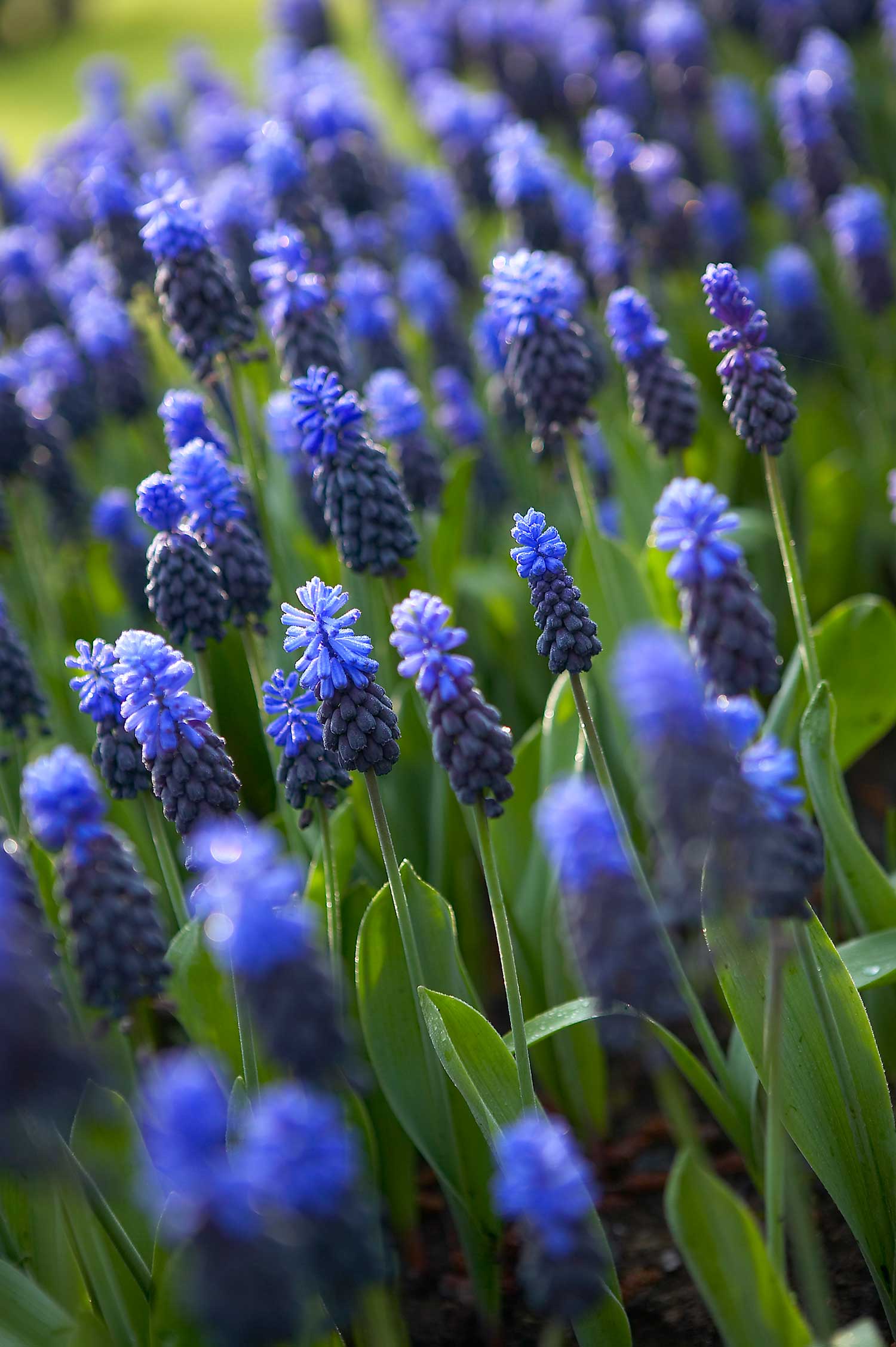 Muscari-the-special-sauce-for-your-spring-garden-Longfield-Gardens