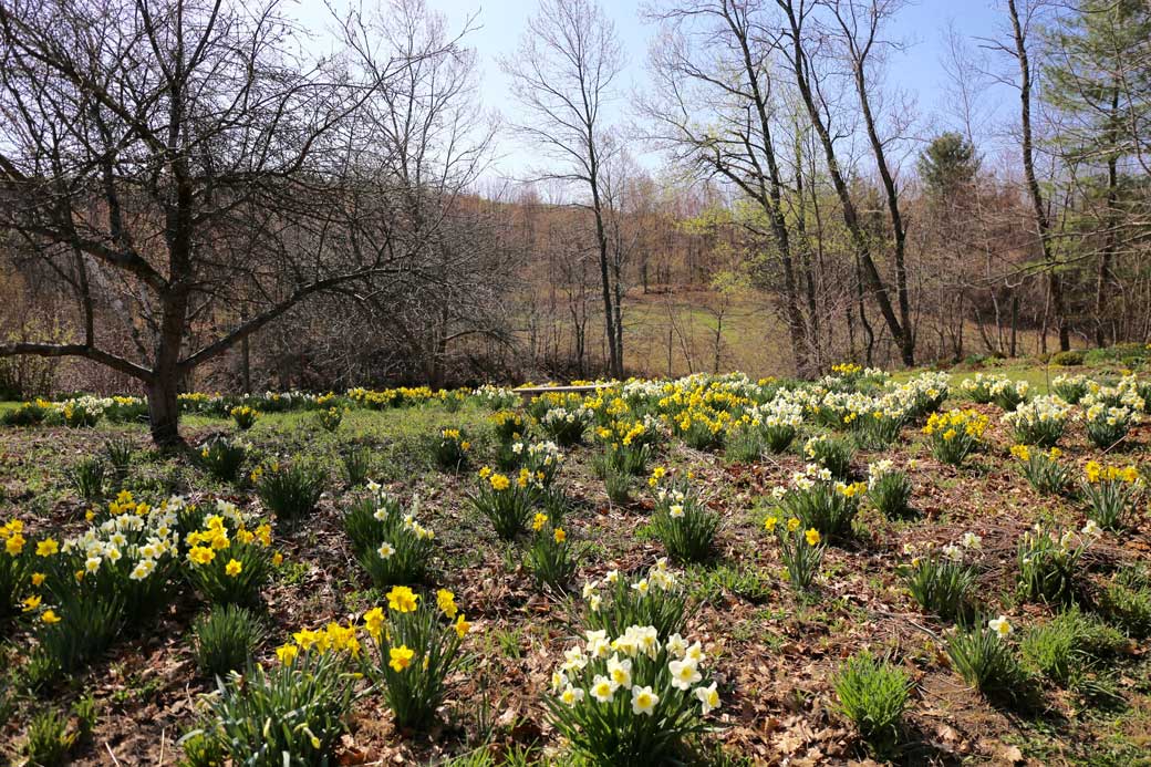 Naturalized-Daffodils-1.jpg