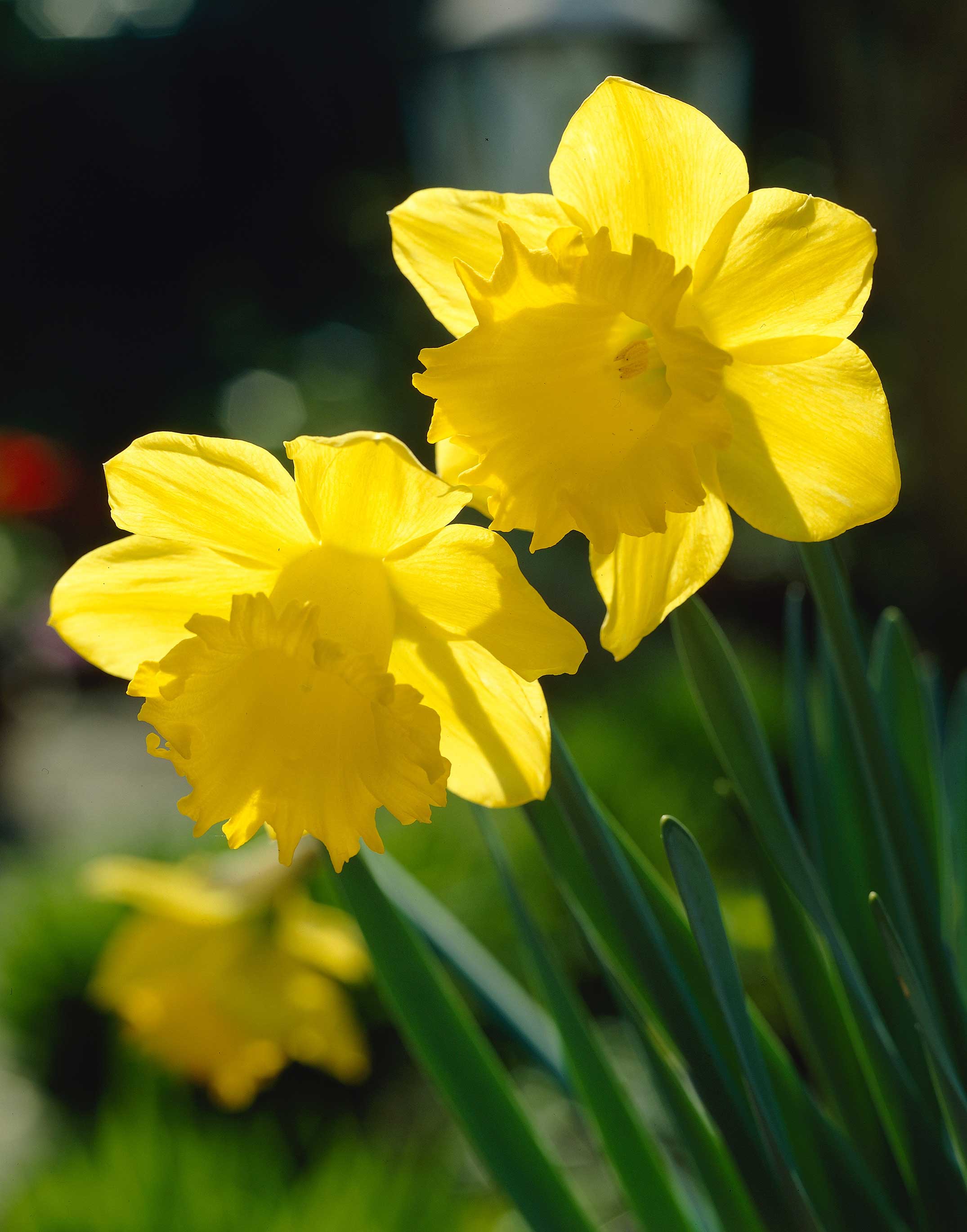 Yellow-Trumpet-Daffodil.jpg