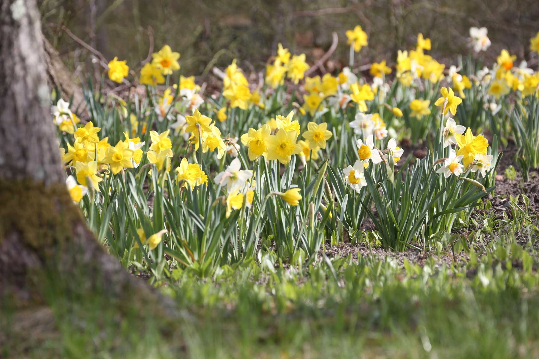 mixed-daffodils-naturalized.jpg