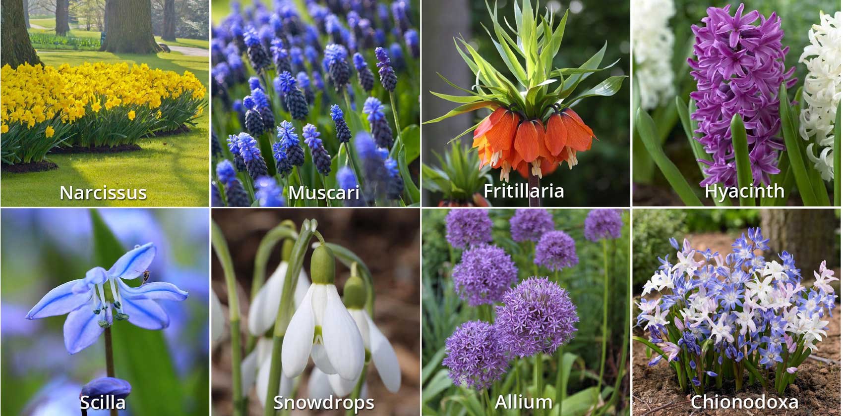How to Protect Fall Bulbs from Chipmunks and Squirrels - Longfield-Gardens