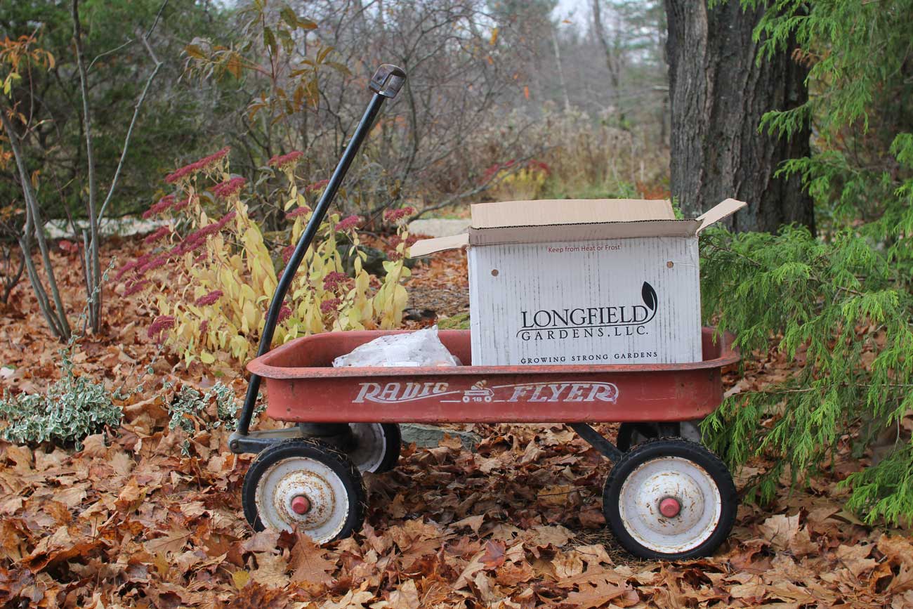 How to Protect Fall Bulbs from Chipmunks and Squirrels - Longfield-Gardens