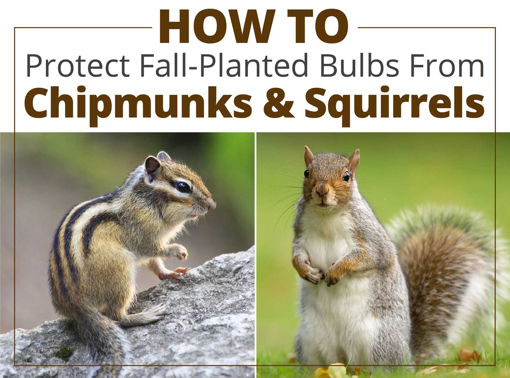 How-To-Proect-Fall-Bulbs-From-Chipmunks-and-Squirrels - Longfield-Gardens