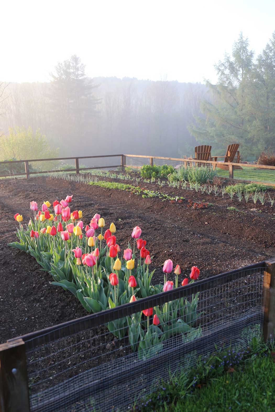 Planting-Tulip-Bulbs-In-Your-Vegetable-Garden-Longfield-Gardens-4.jpg