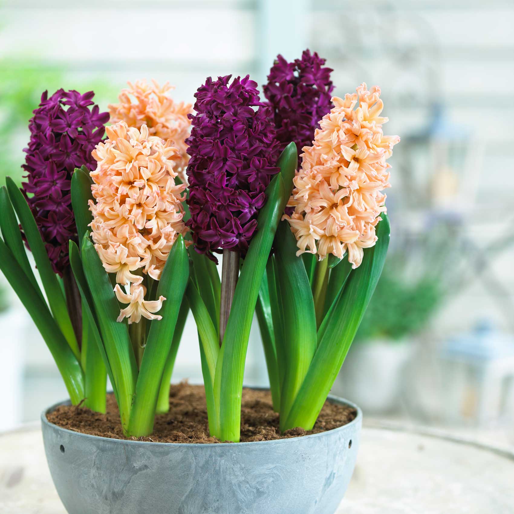 How-to-Force-Hyacinth Bulbs for Indoor Flowers - Longfield-Gardens