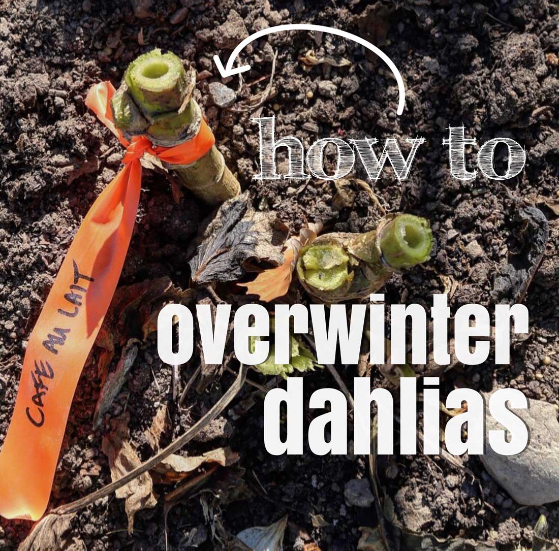 How-to-Overwinter-Dahlias-1---Longfield-Gardens.jpg