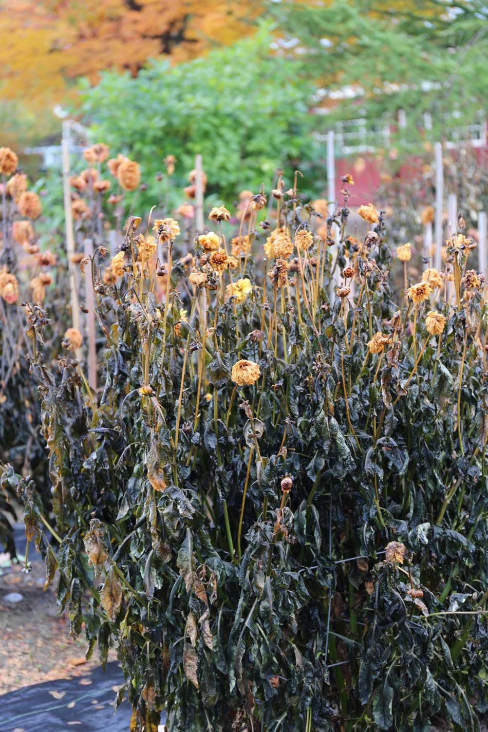 How-to-Overwinter-Dahlias - Longfield-Gardens