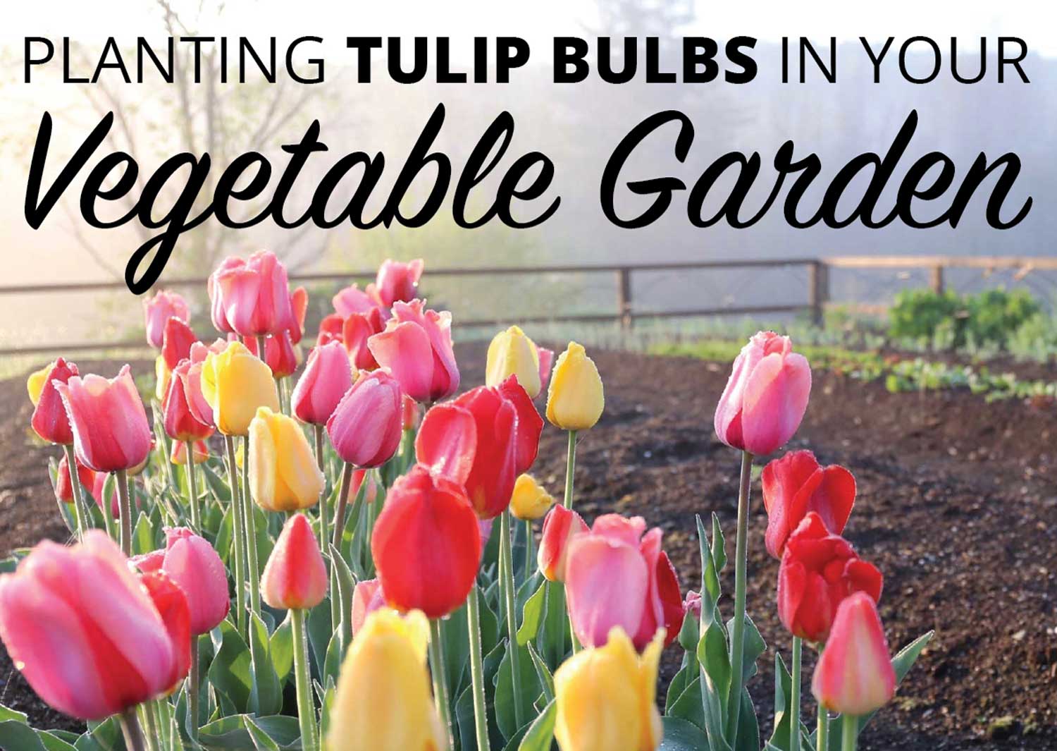 The Best Spot In Your Garden To Plant Tulips