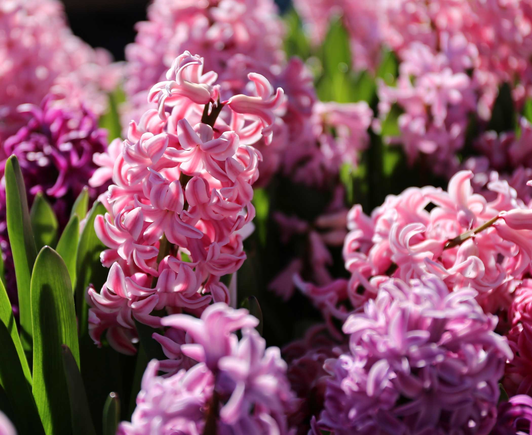 How deep to plant hyacinth bulbs Idea