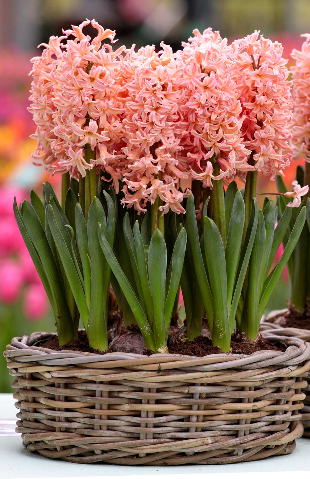How-to-Force-Hyacinth Bulbs for Indoor Flowers - Longfield-Gardens