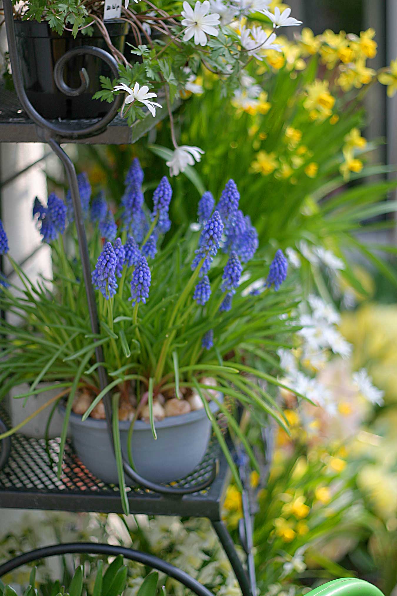 Growing Muscari in Containers - Longfield-Gardens