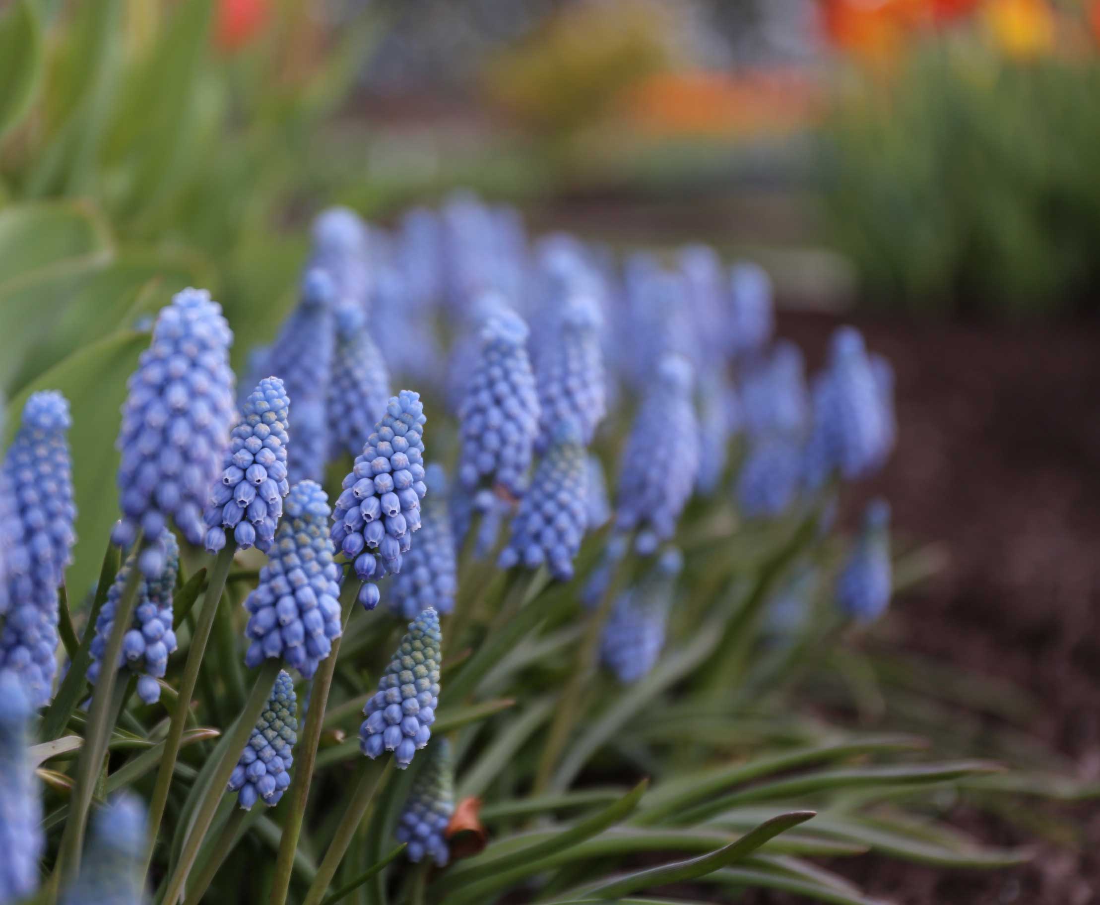 Growing Muscari in Containers - Longfield-Gardens