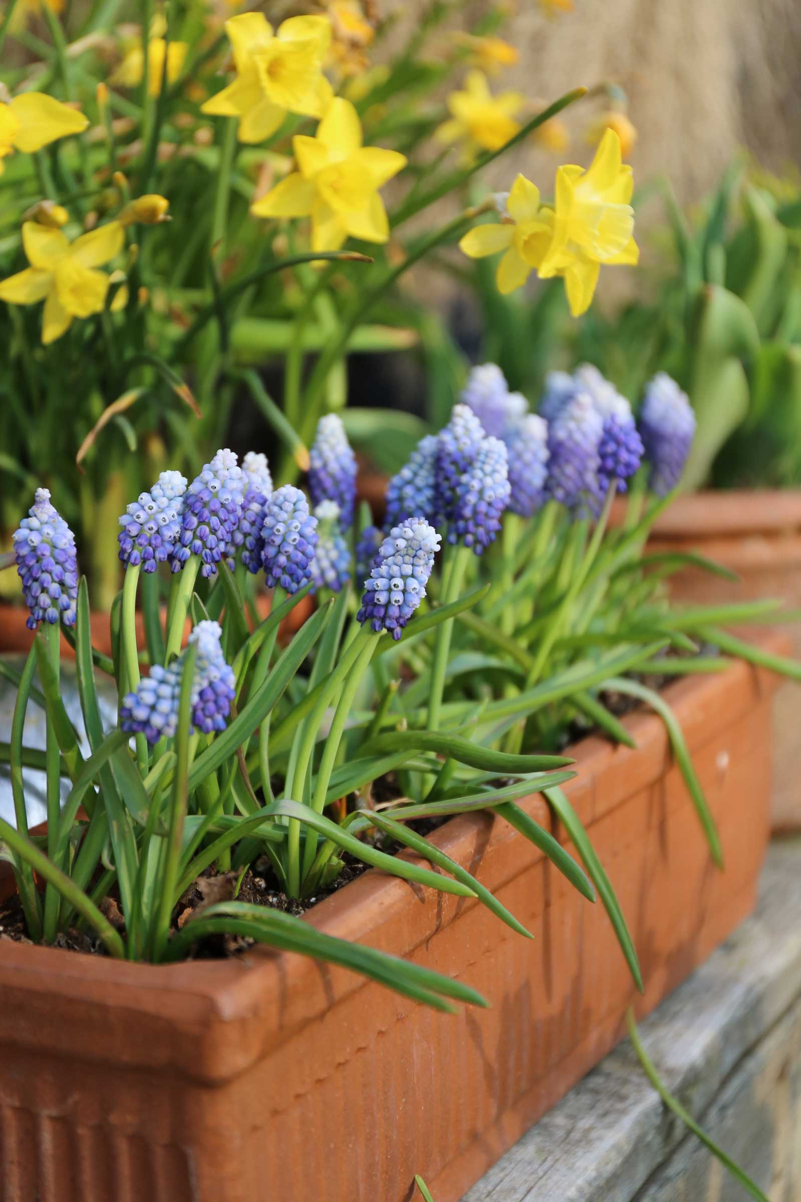 Growing Muscari in Containers - Longfield Gardens