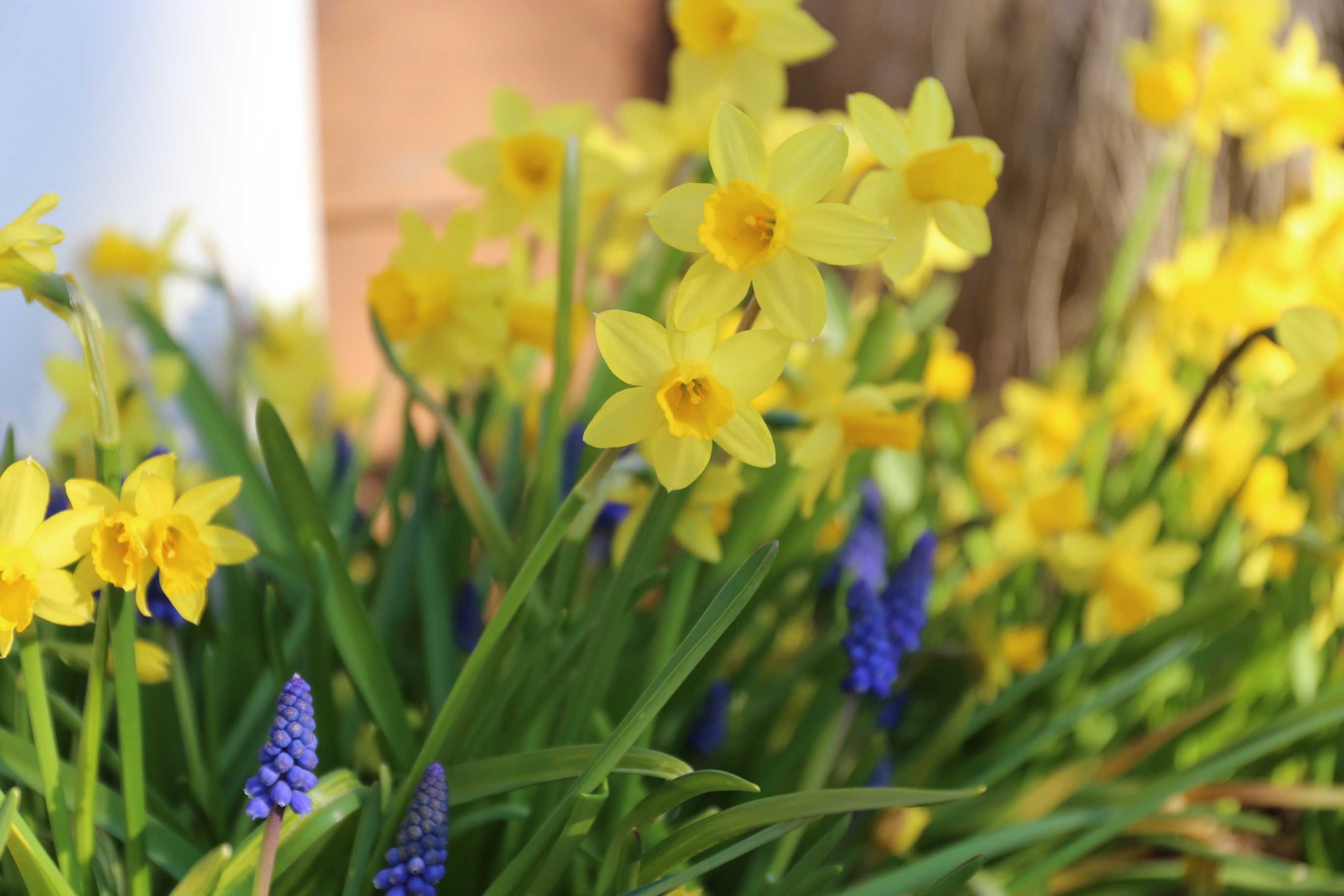 Growing Muscari in Containers - Longfield-Gardens