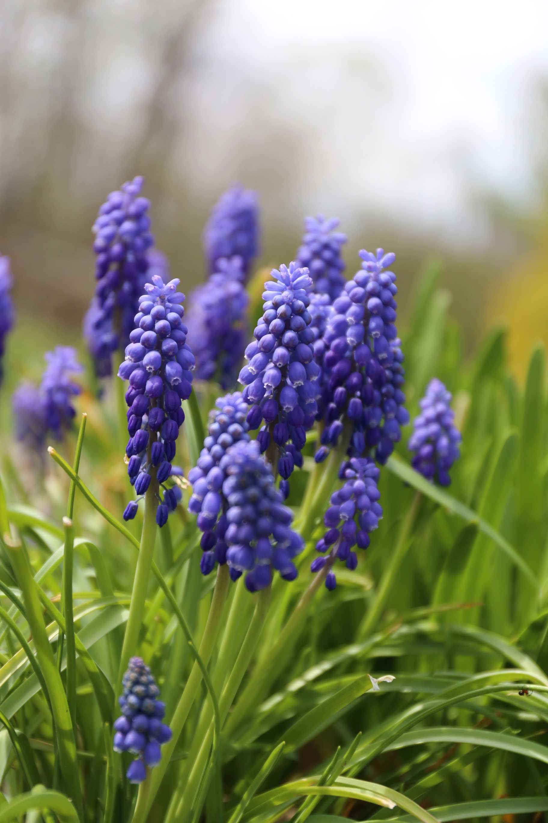 Growing Muscari in Containers - Longfield-Gardens