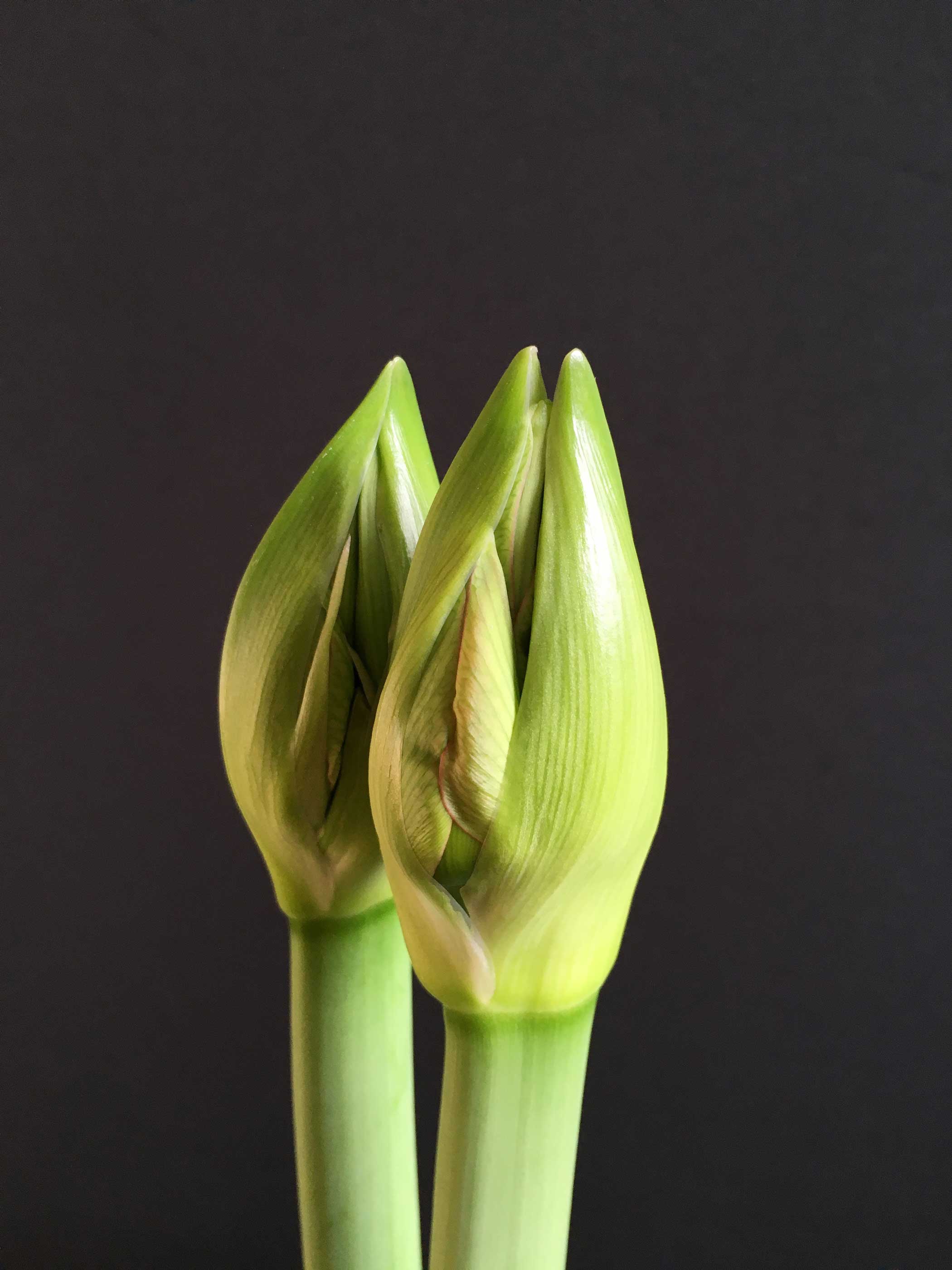 Amaryllis: The Beauty of the Bud - Longfield Gardens