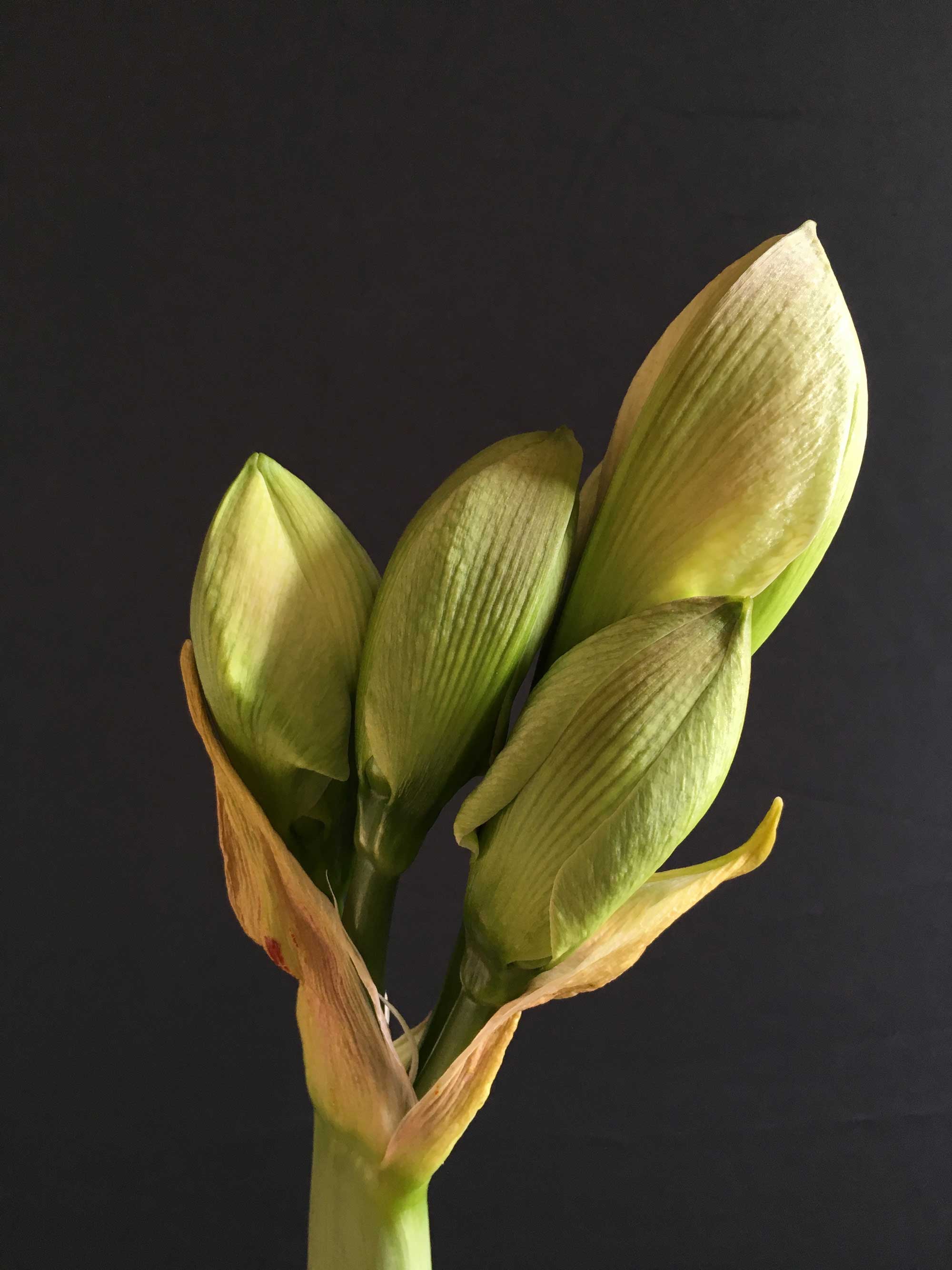 Amaryllis: The Beauty of the Bud - Longfield Gardens