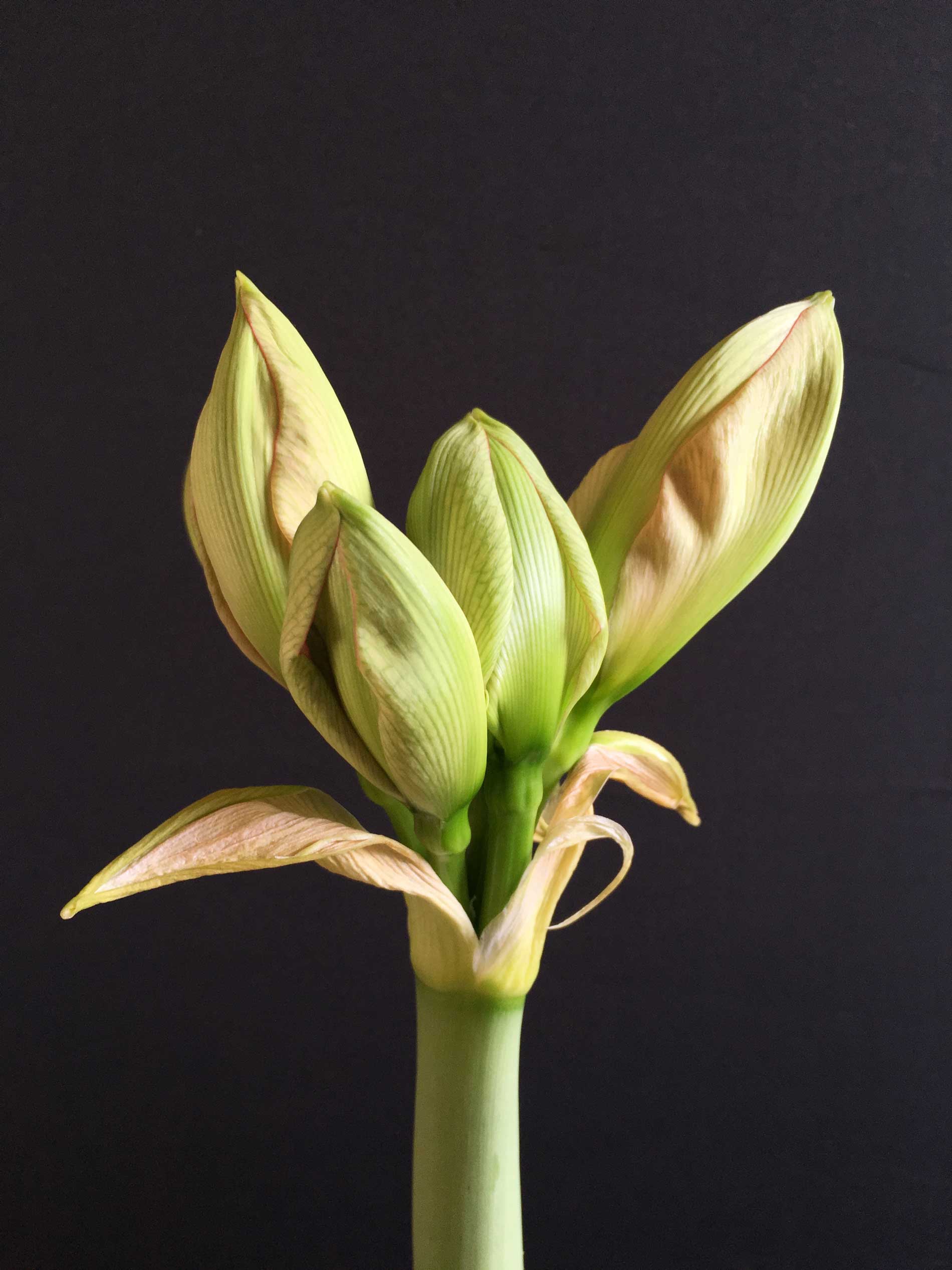 Amaryllis: The Beauty of the Bud - Longfield Gardens