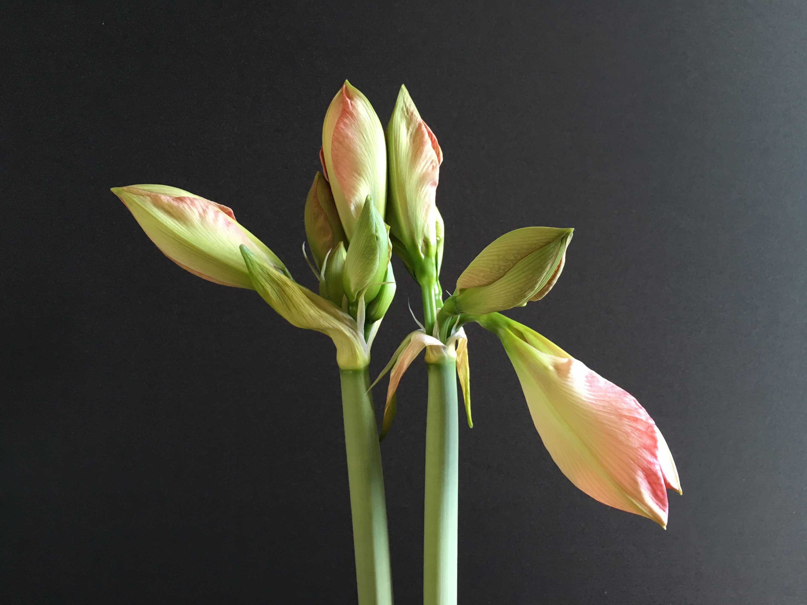 Amaryllis: The Beauty of the Bud - Longfield Gardens